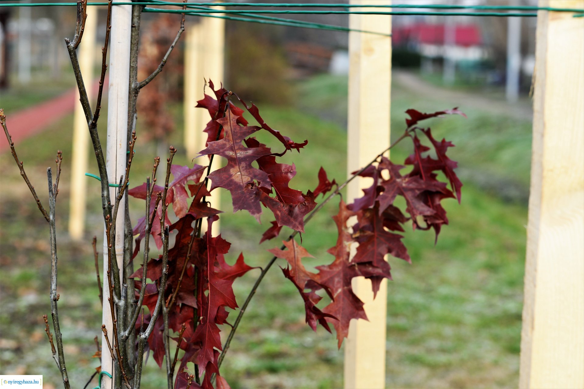 Befejeződött az ősz fásítási program