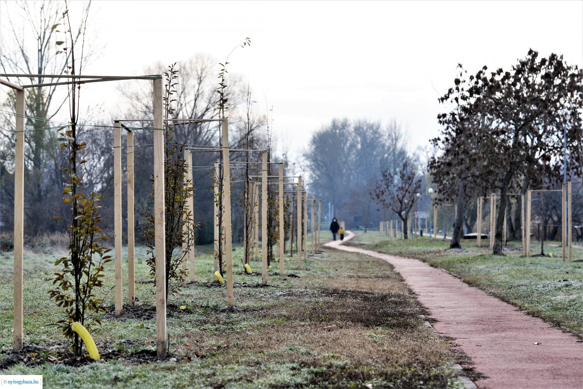 Befejeződött az ősz fásítási program
