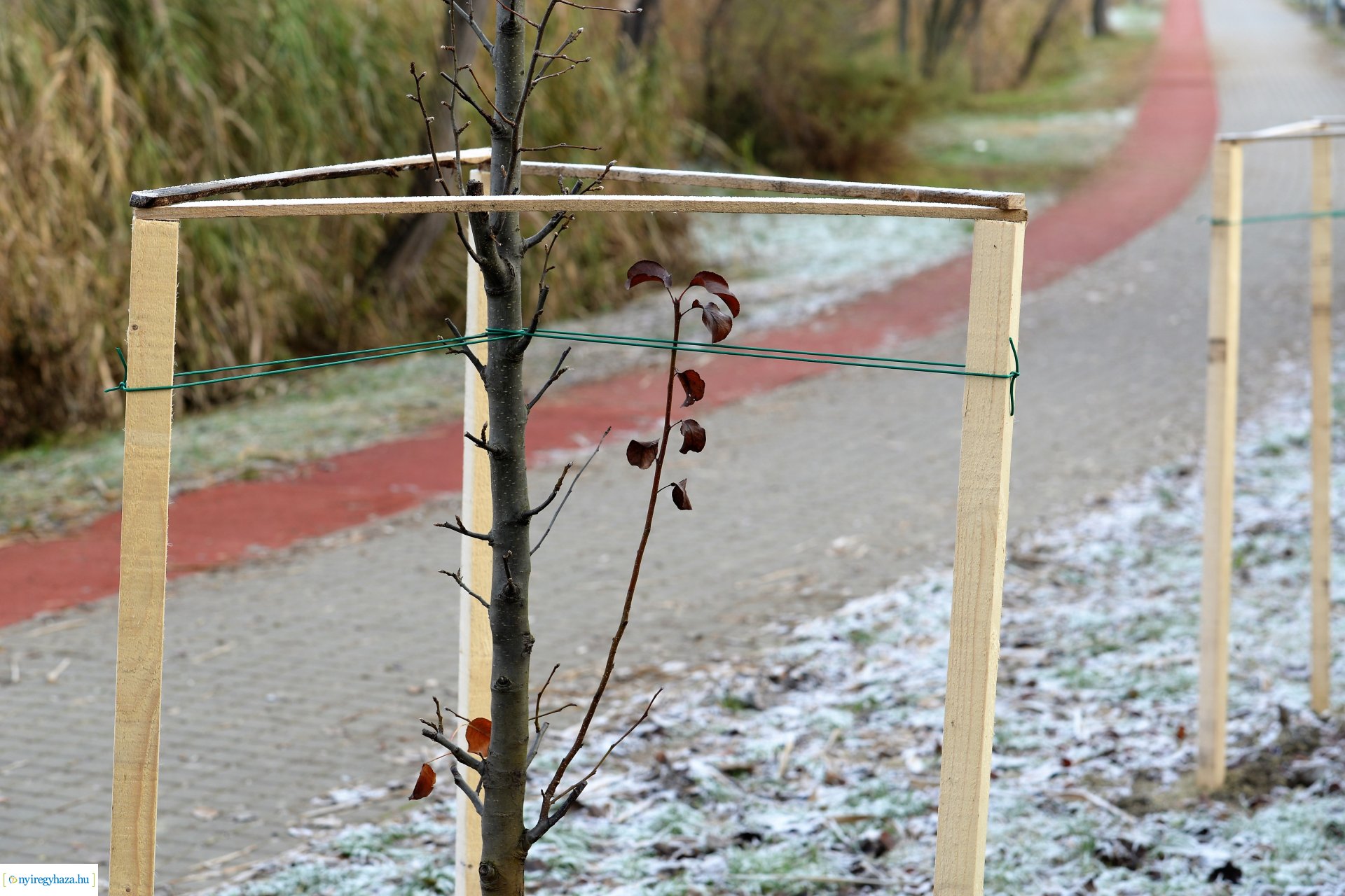 Befejeződött az ősz fásítási program