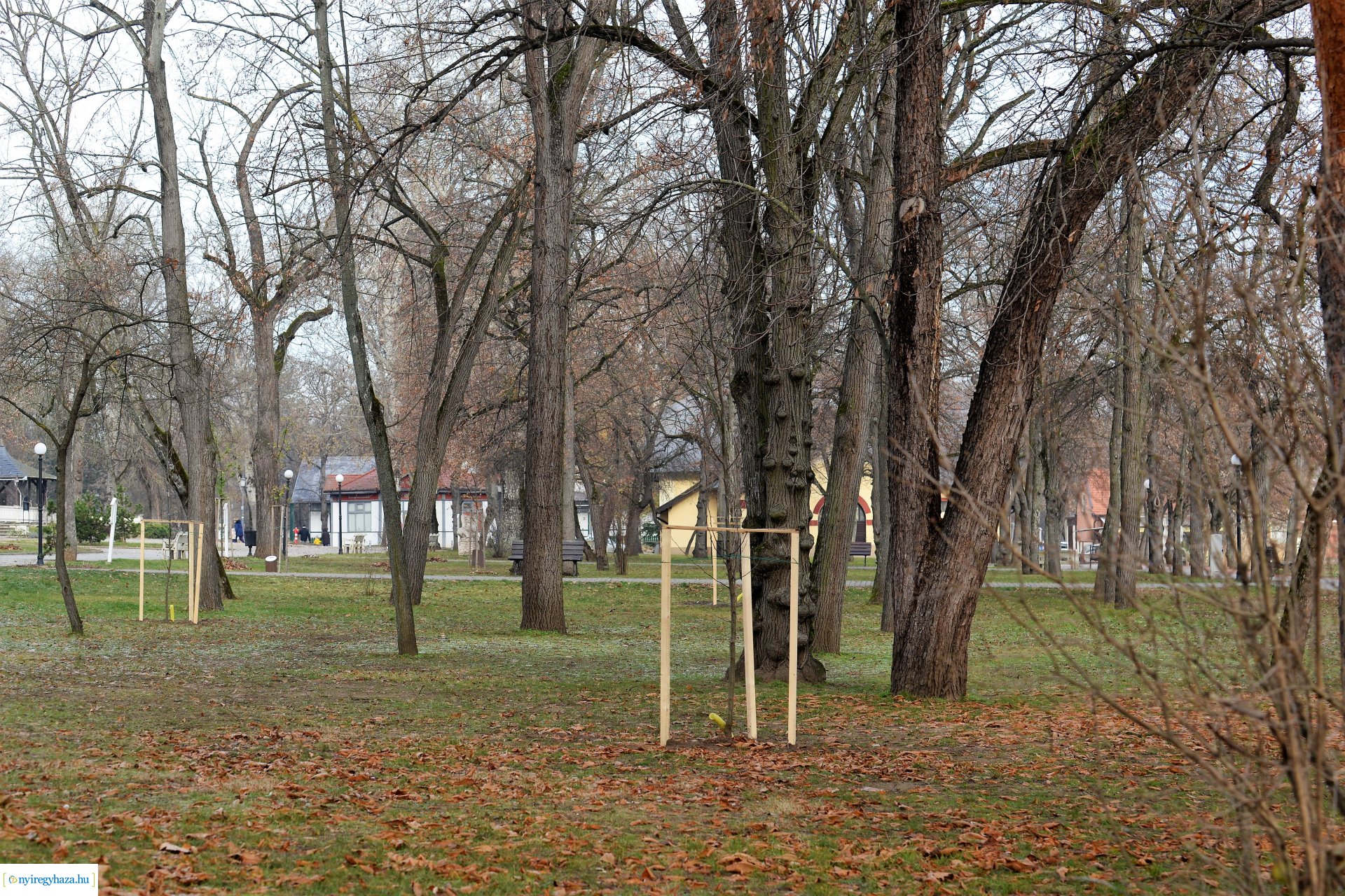 Befejeződött az ősz fásítási program