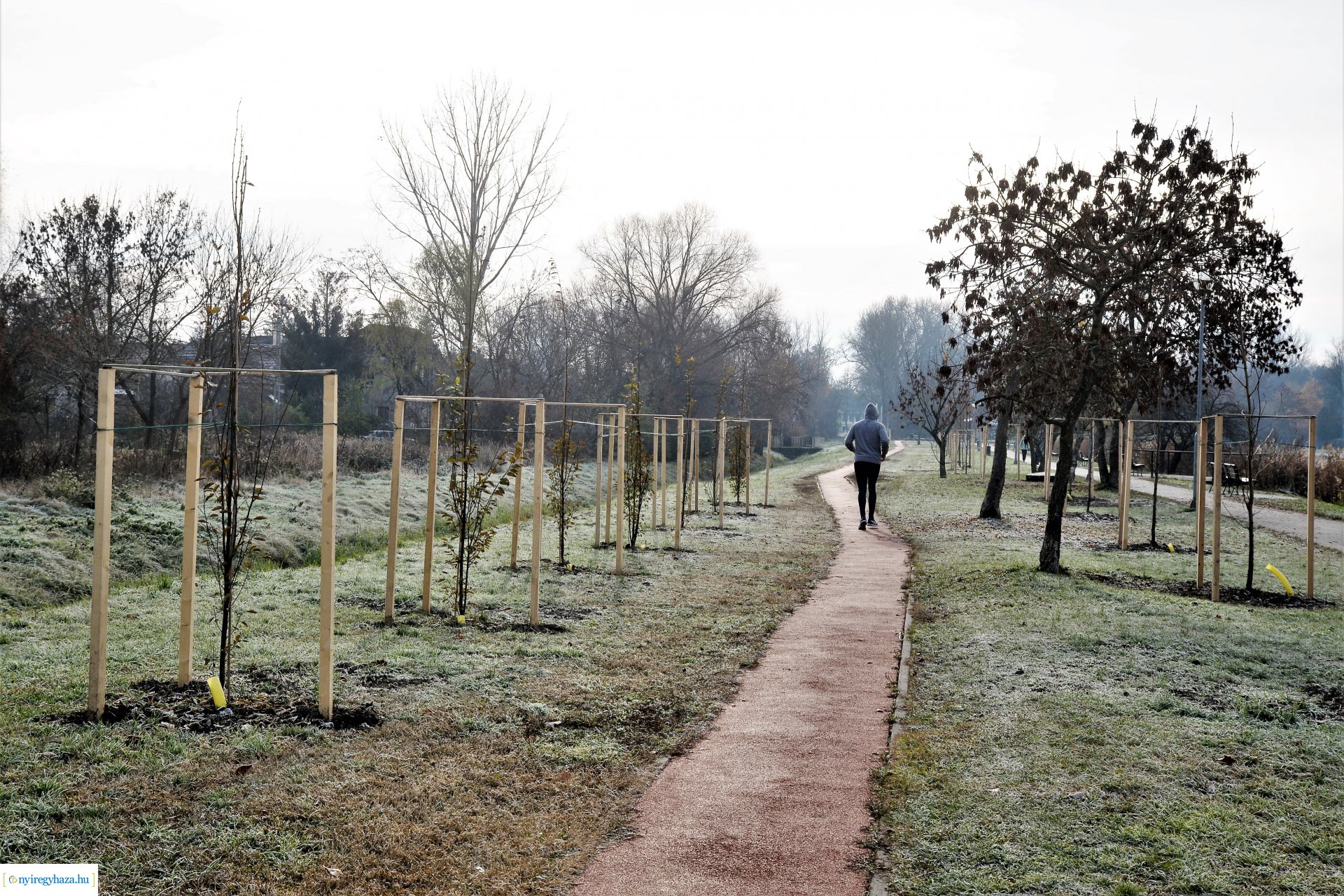 Befejeződött az ősz fásítási program