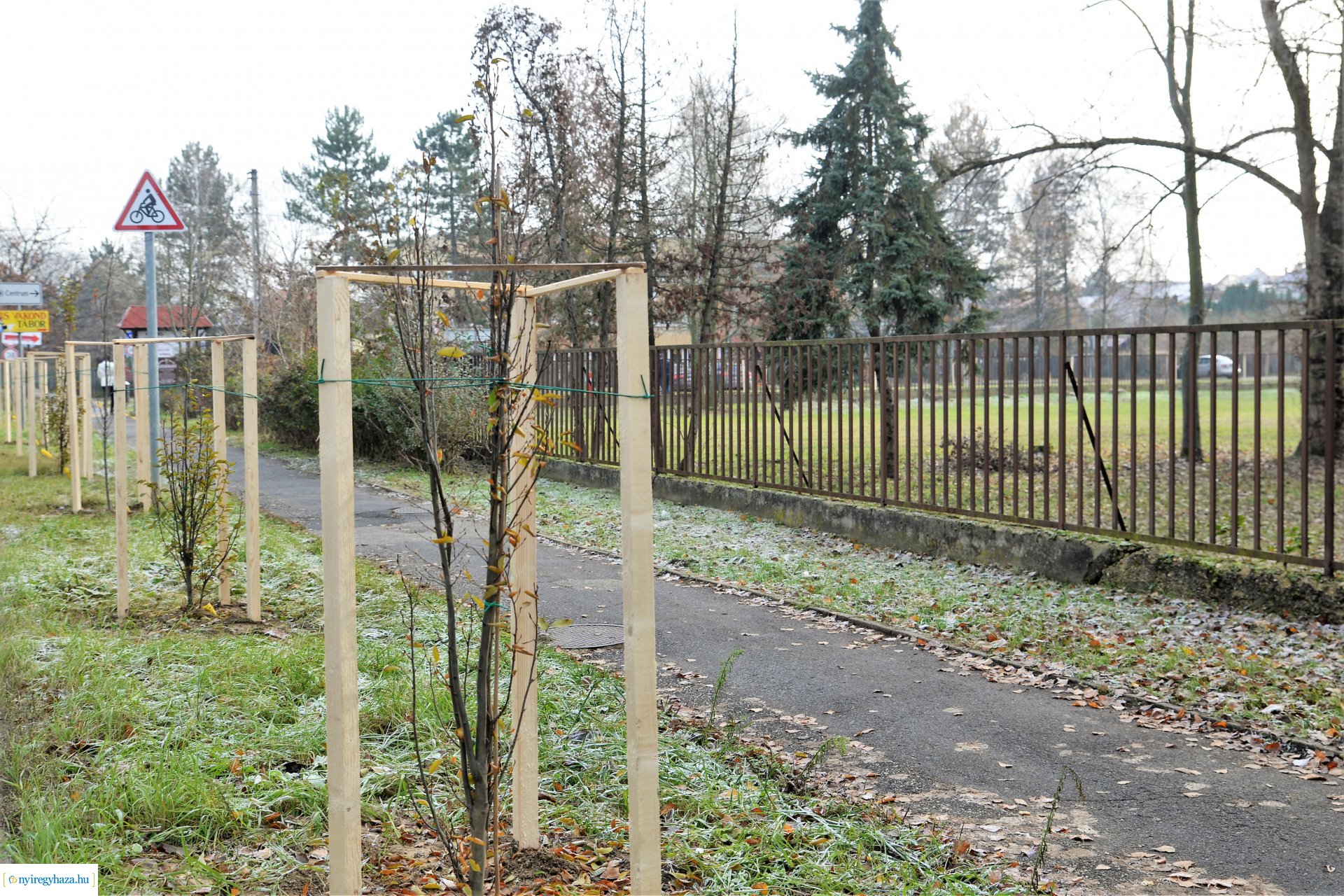 Befejeződött az ősz fásítási program