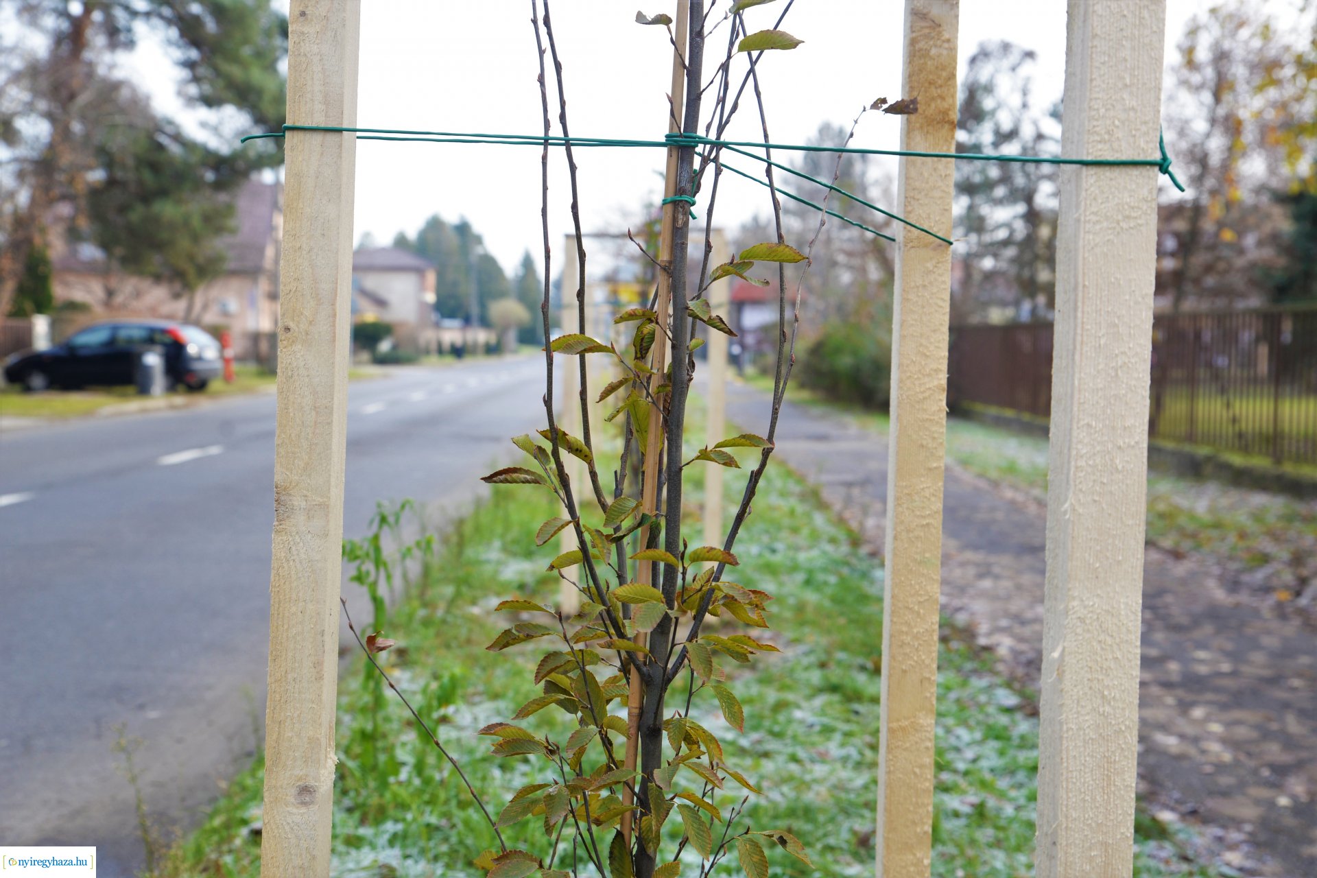 Befejeződött az ősz fásítási program