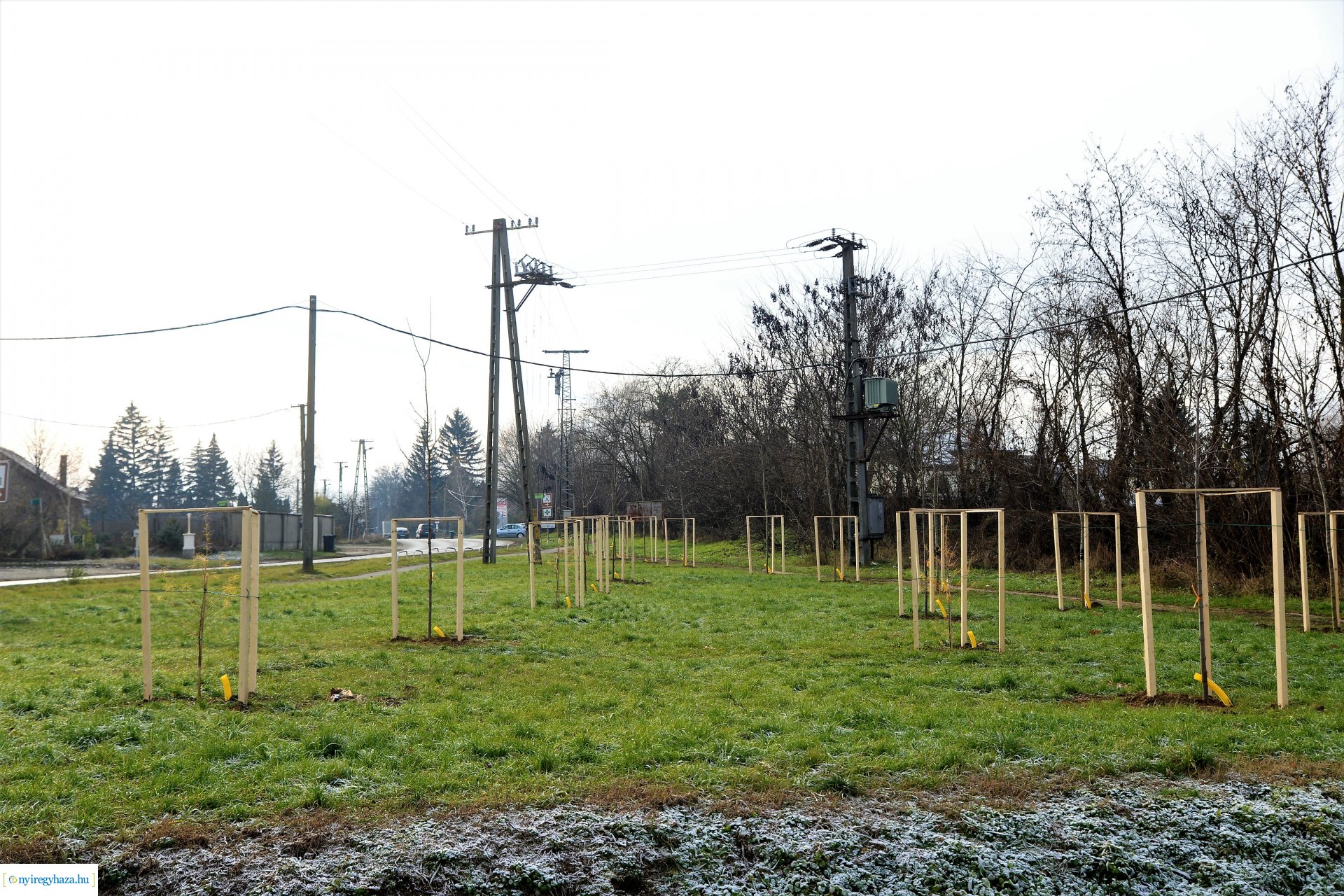 Befejeződött az ősz fásítási program