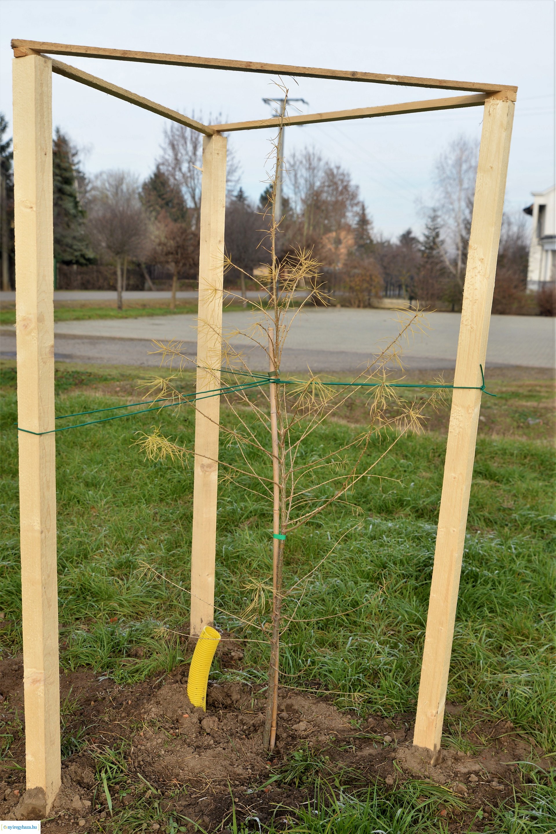 Befejeződött az ősz fásítási program