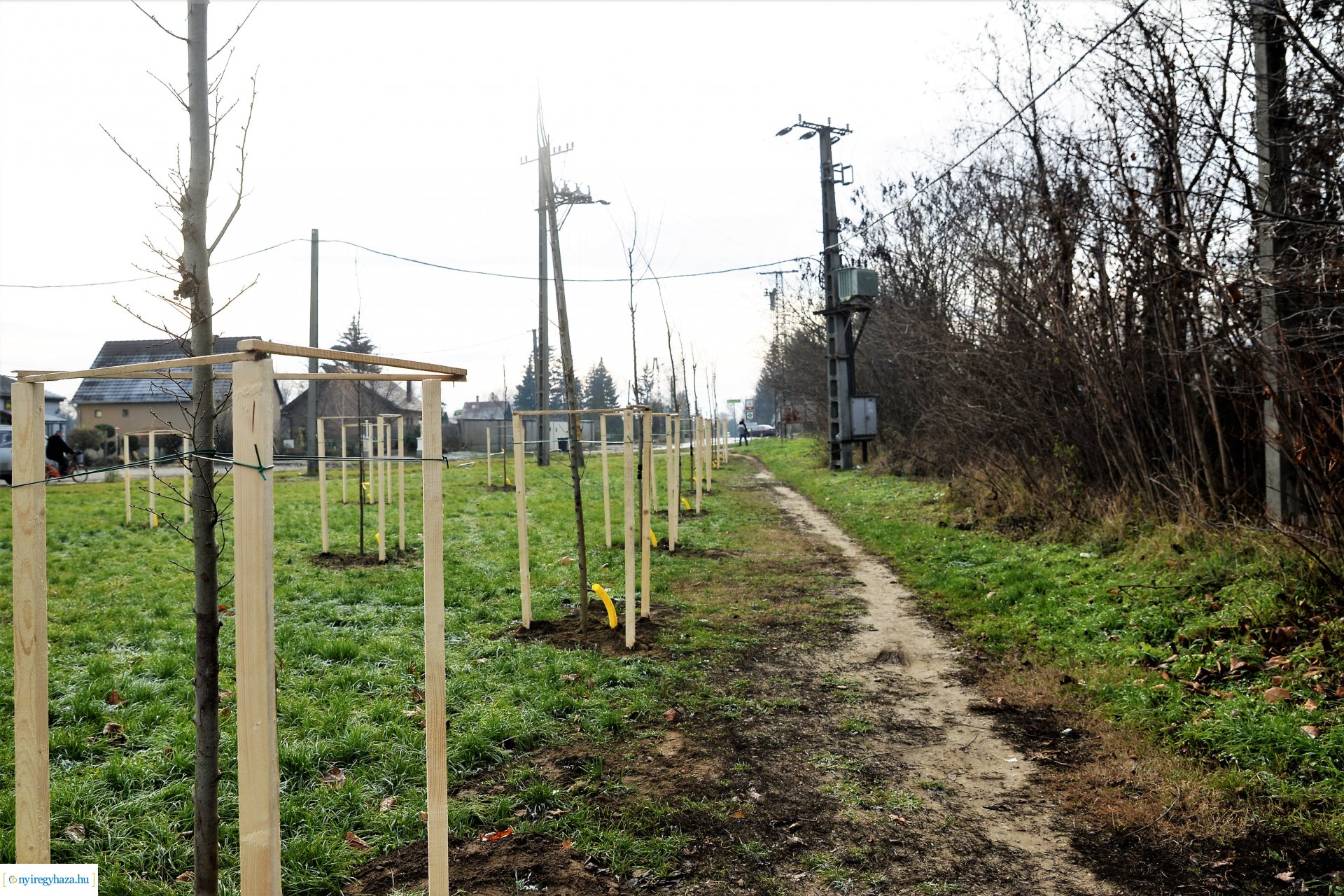 Befejeződött az ősz fásítási program