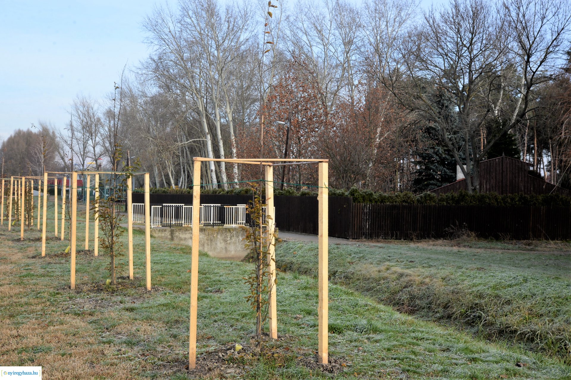 Befejeződött az ősz fásítási program