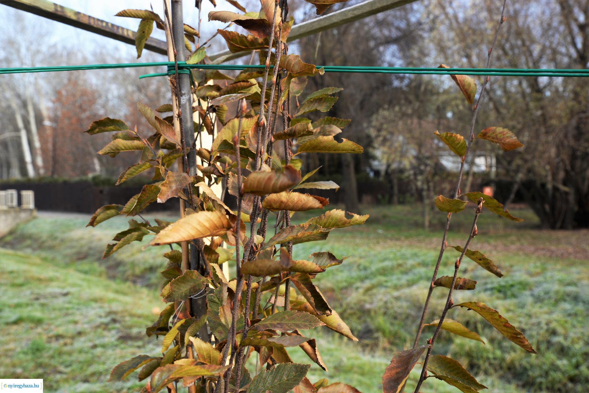 Befejeződött az ősz fásítási program
