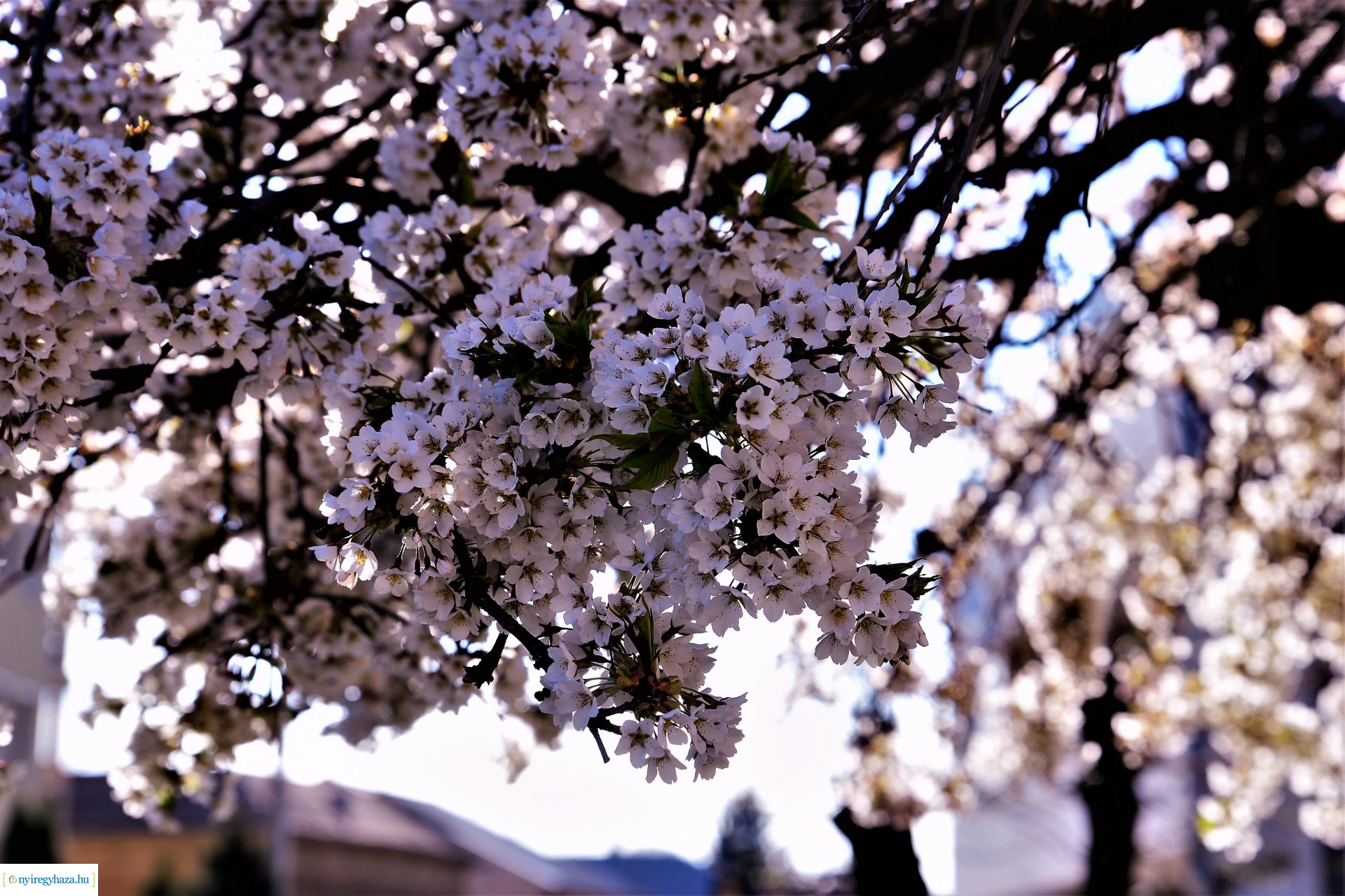Belvárosi szombat délután
