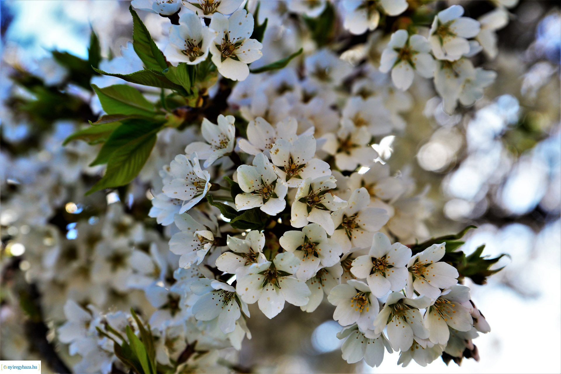 Belvárosi szombat délután