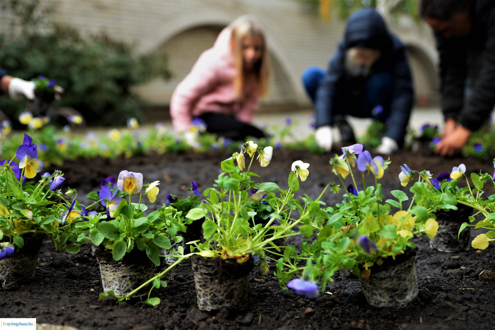 Belvárosi virágültetés az ÖKOsuli keretében