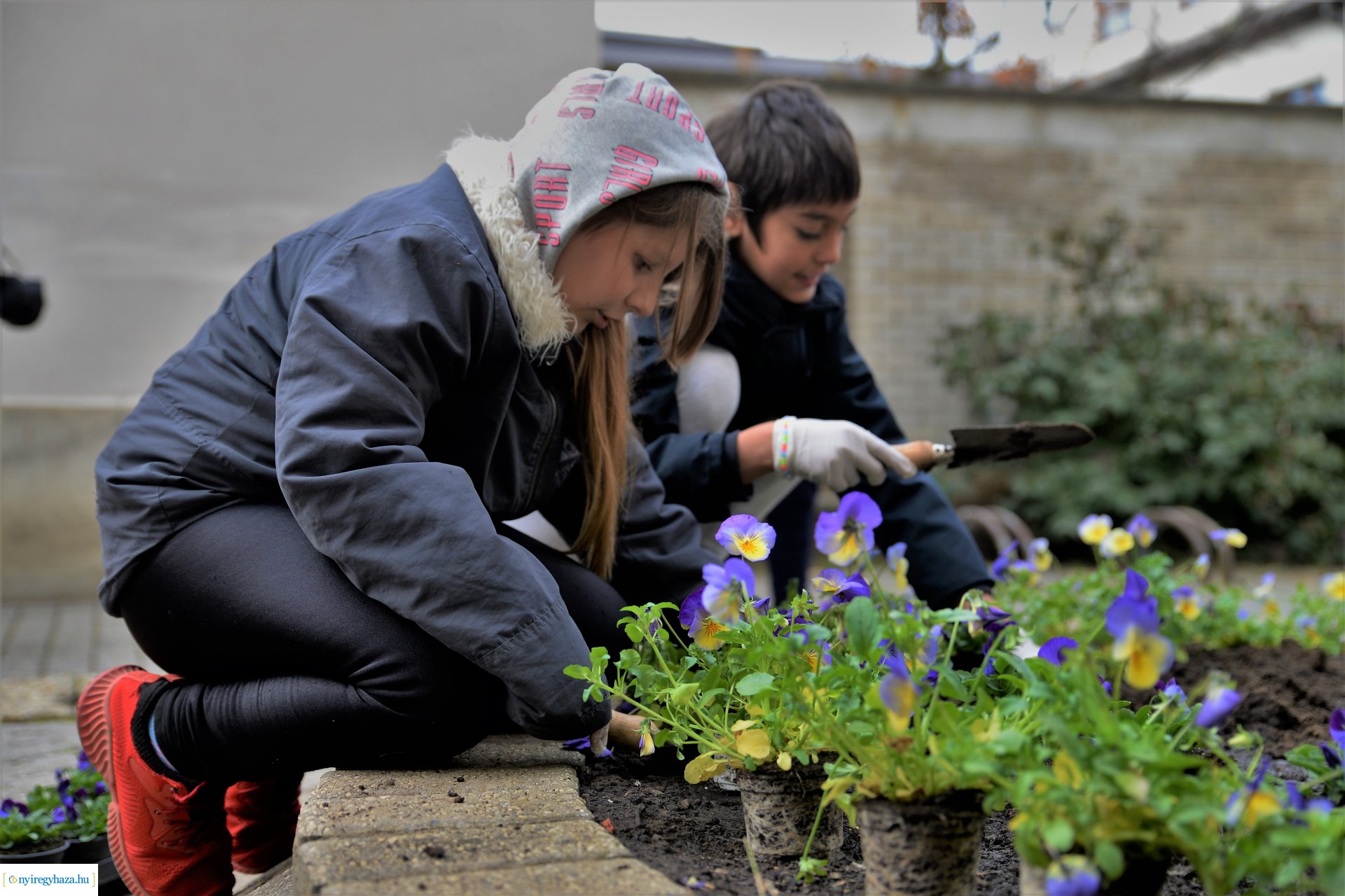Belvárosi virágültetés az ÖKOsuli keretében