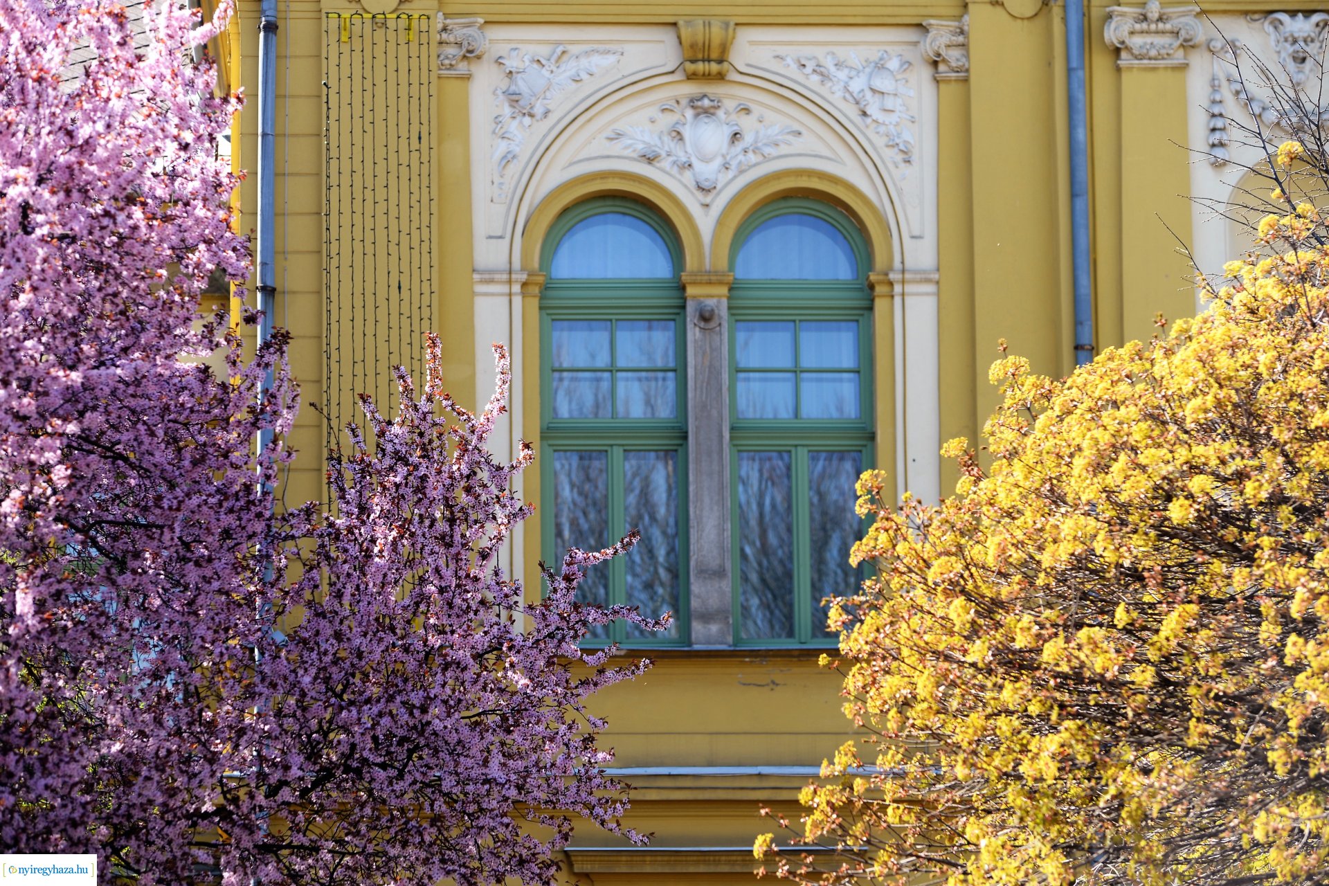 Belvárosunk tavaszi virágai