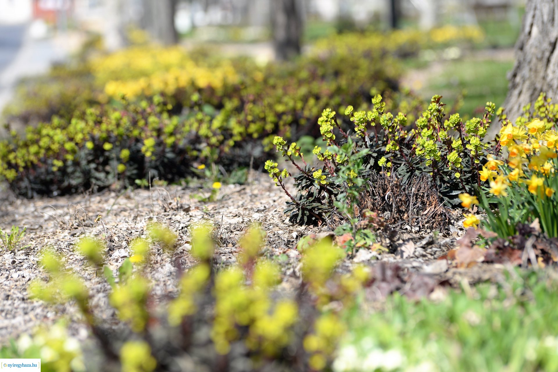 Belvárosunk tavaszi virágai