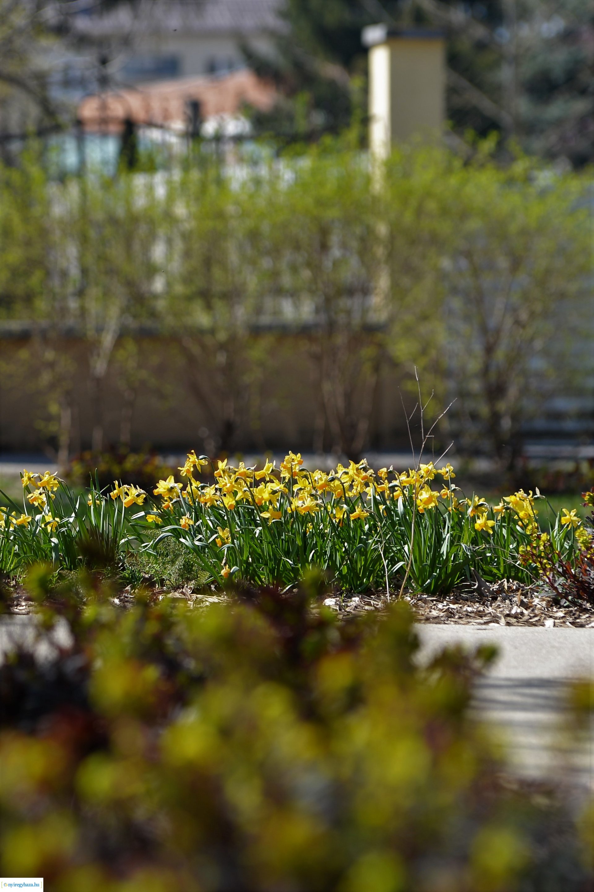 Belvárosunk tavaszi virágai
