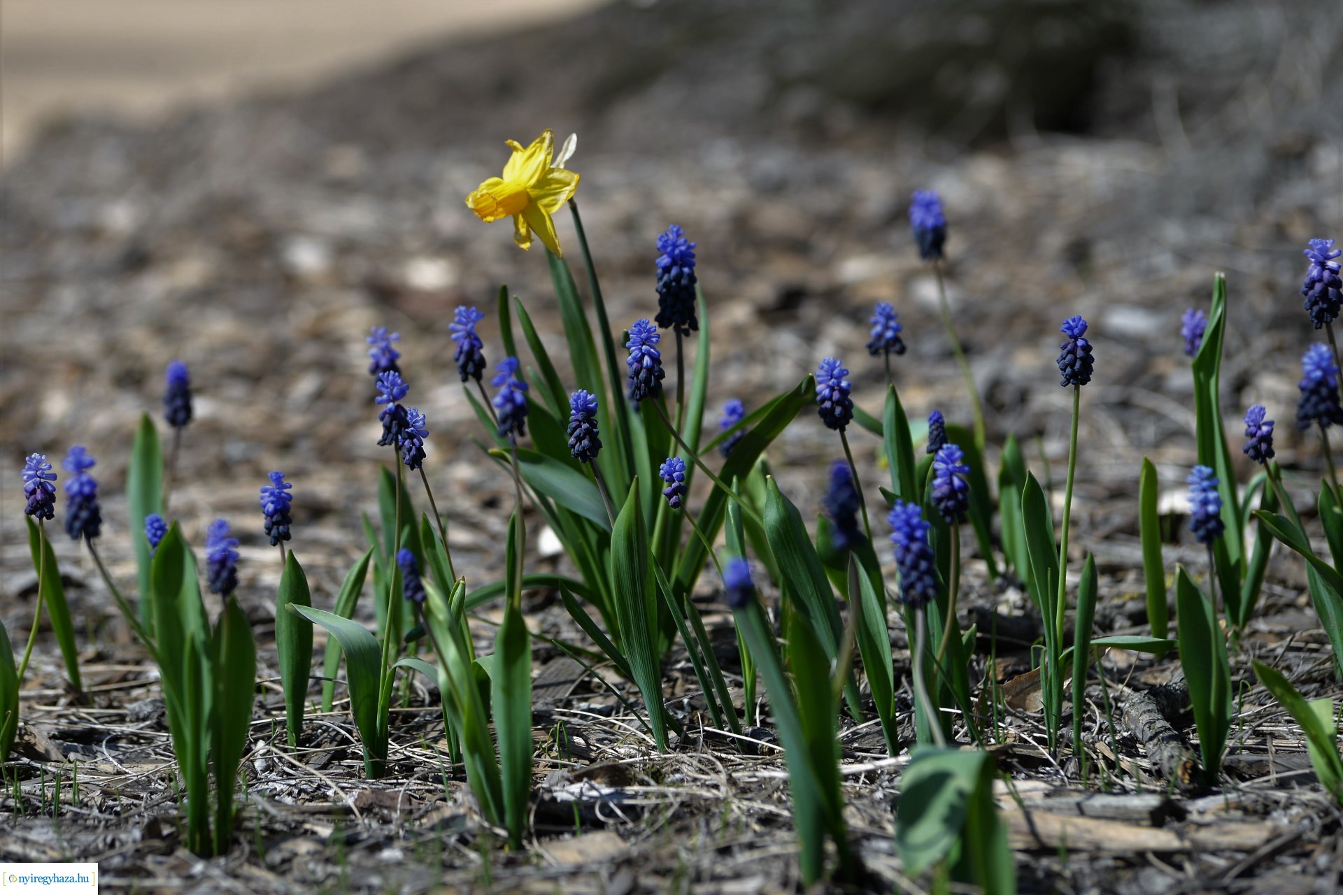 Belvárosunk tavaszi virágai