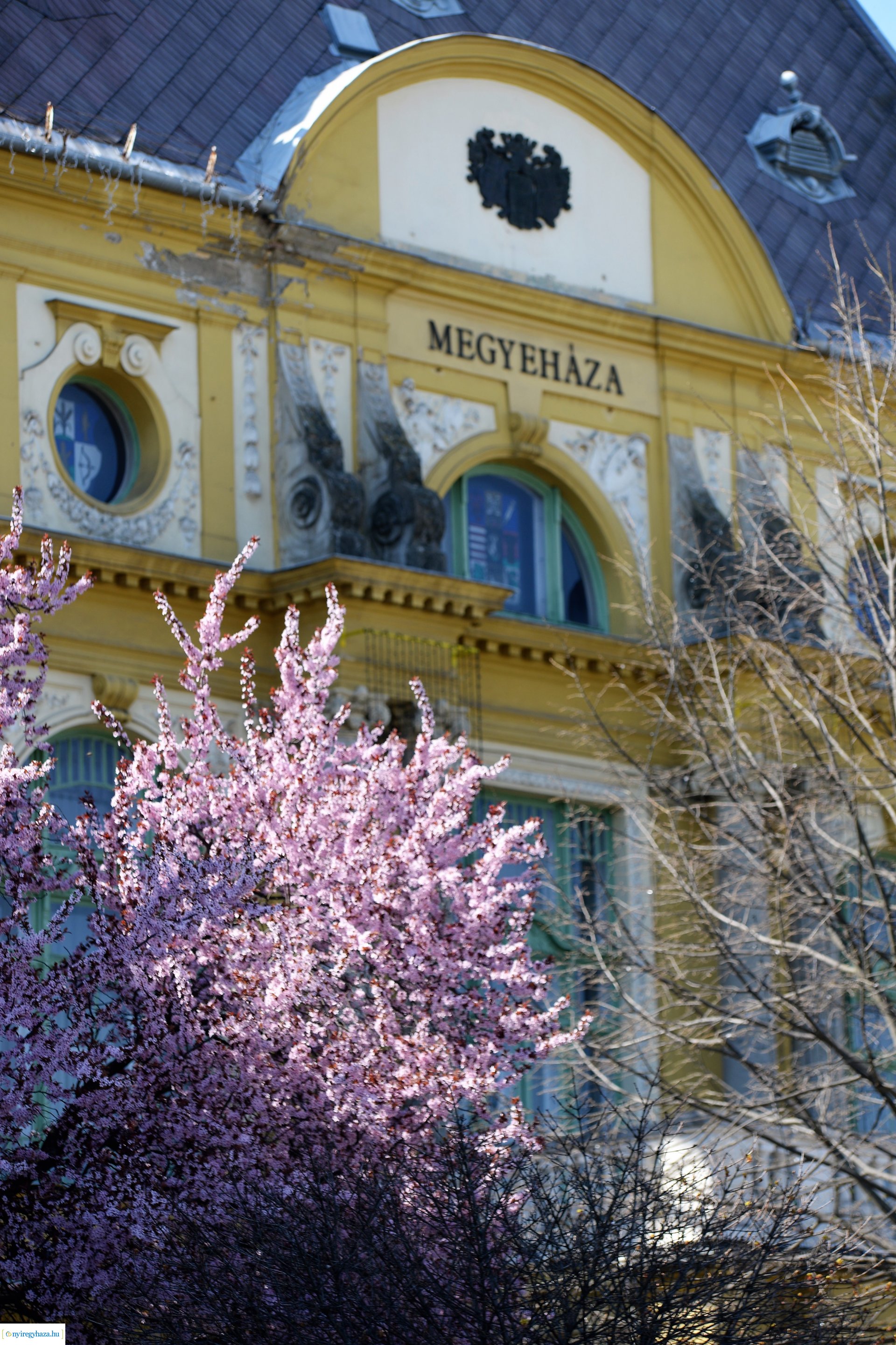 Belvárosunk tavaszi virágai