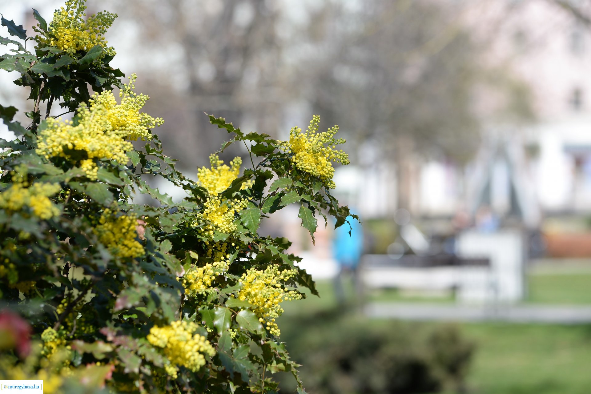Belvárosunk tavaszi virágai