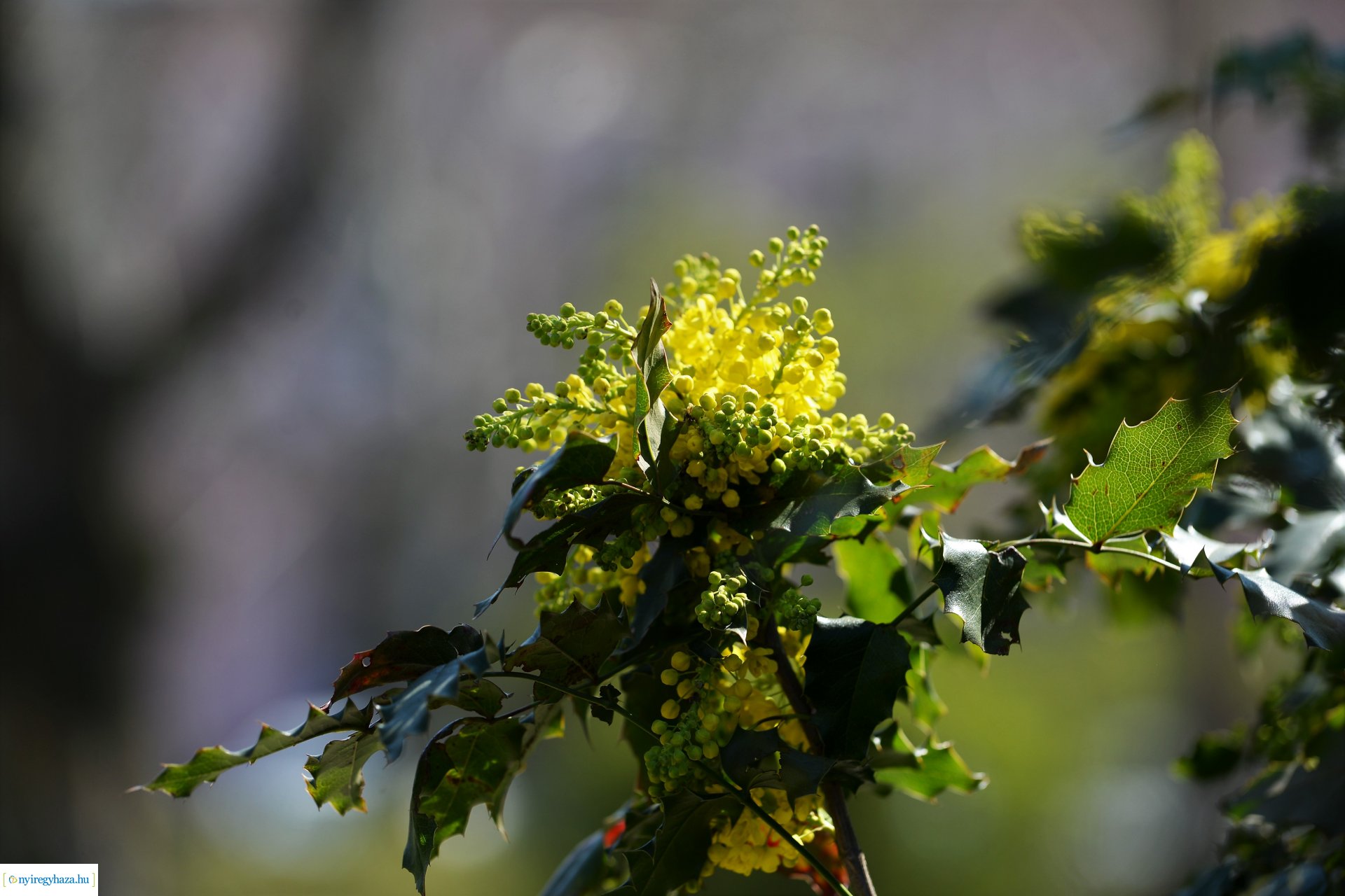 Belvárosunk tavaszi virágai