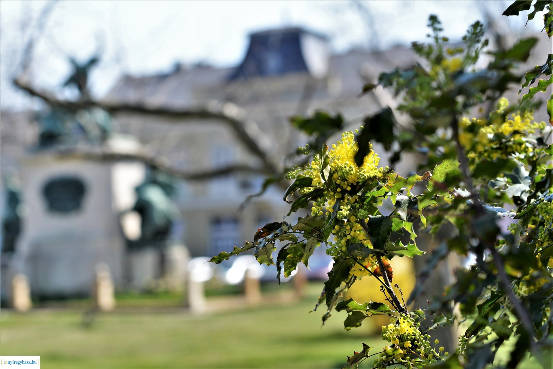 Belvárosunk tavaszi virágai