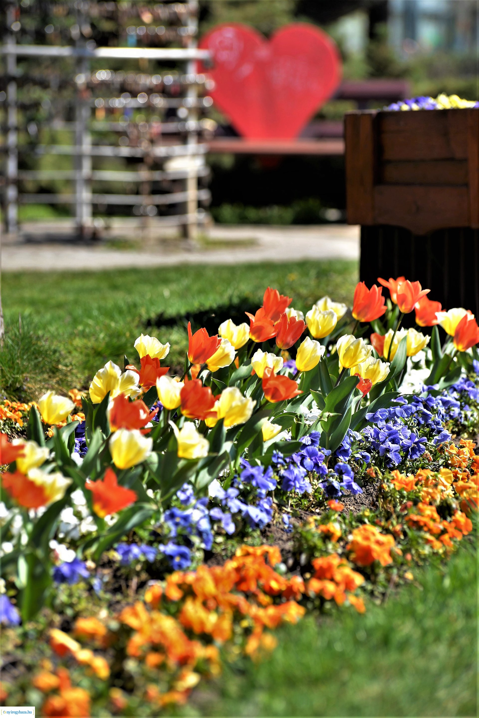 Belvárosunk tavaszi virágai