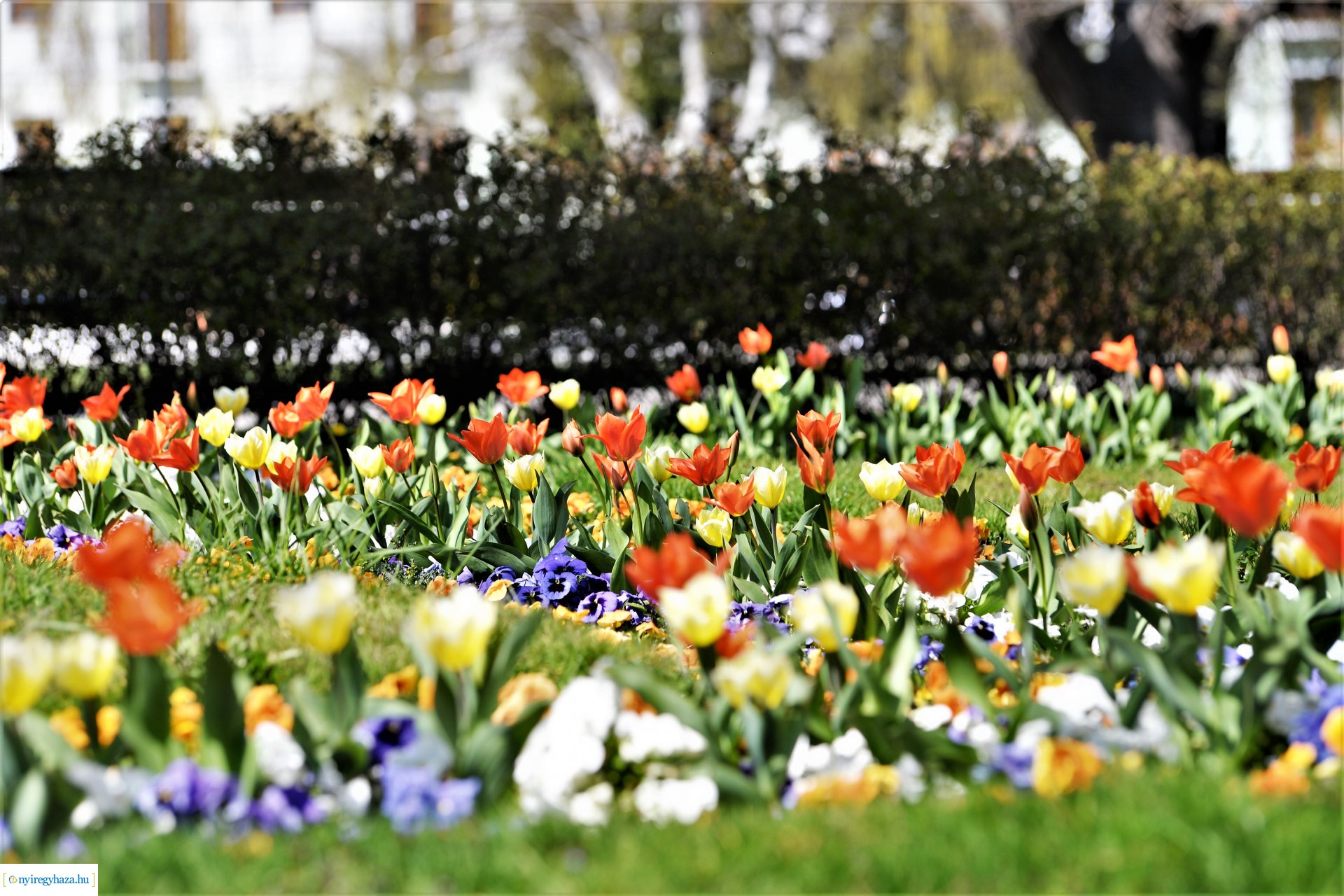 Belvárosunk tavaszi virágai