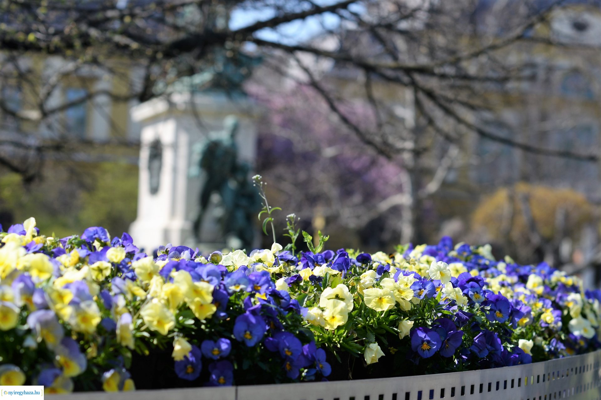 Belvárosunk tavaszi virágai