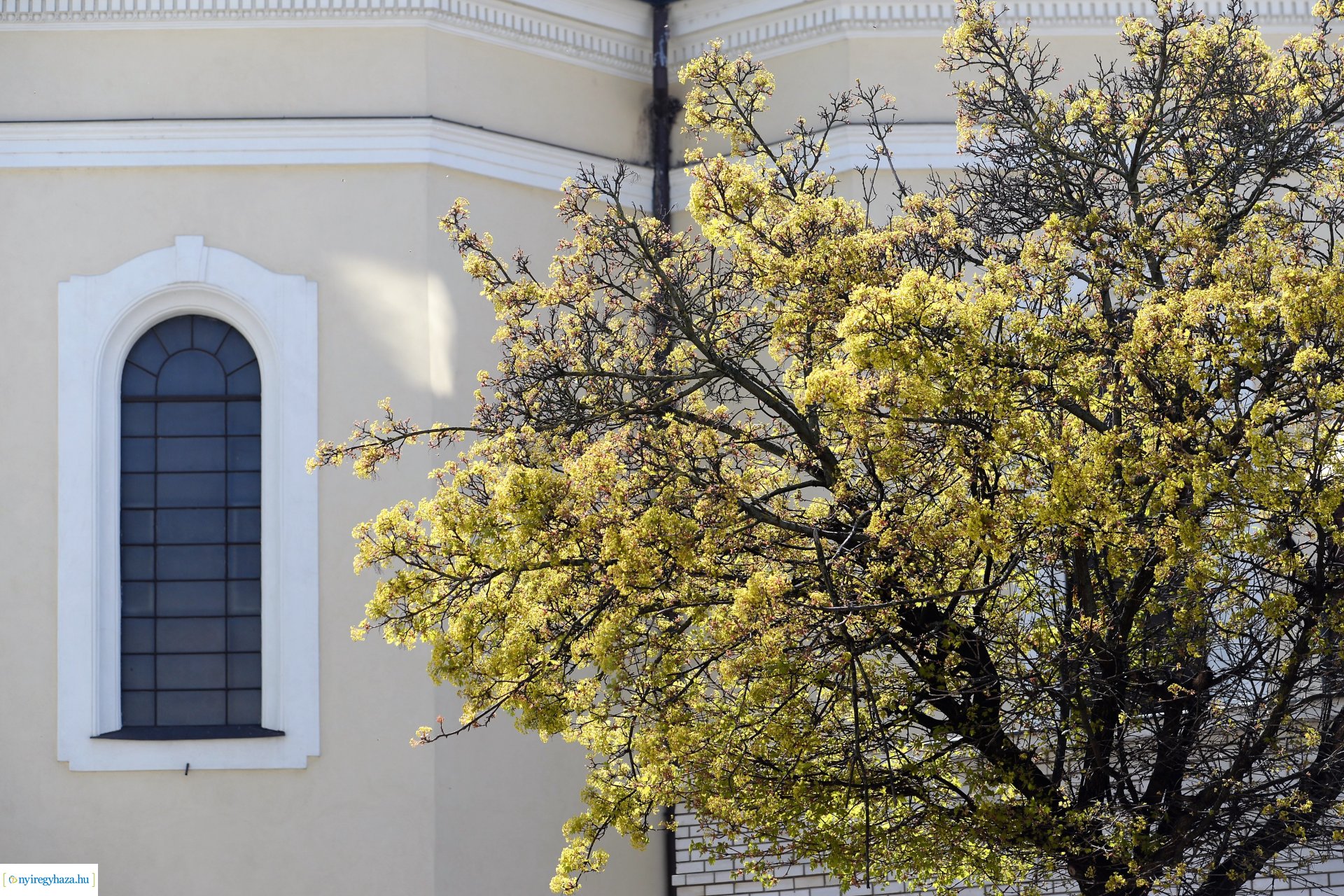 Belvárosunk tavaszi virágai
