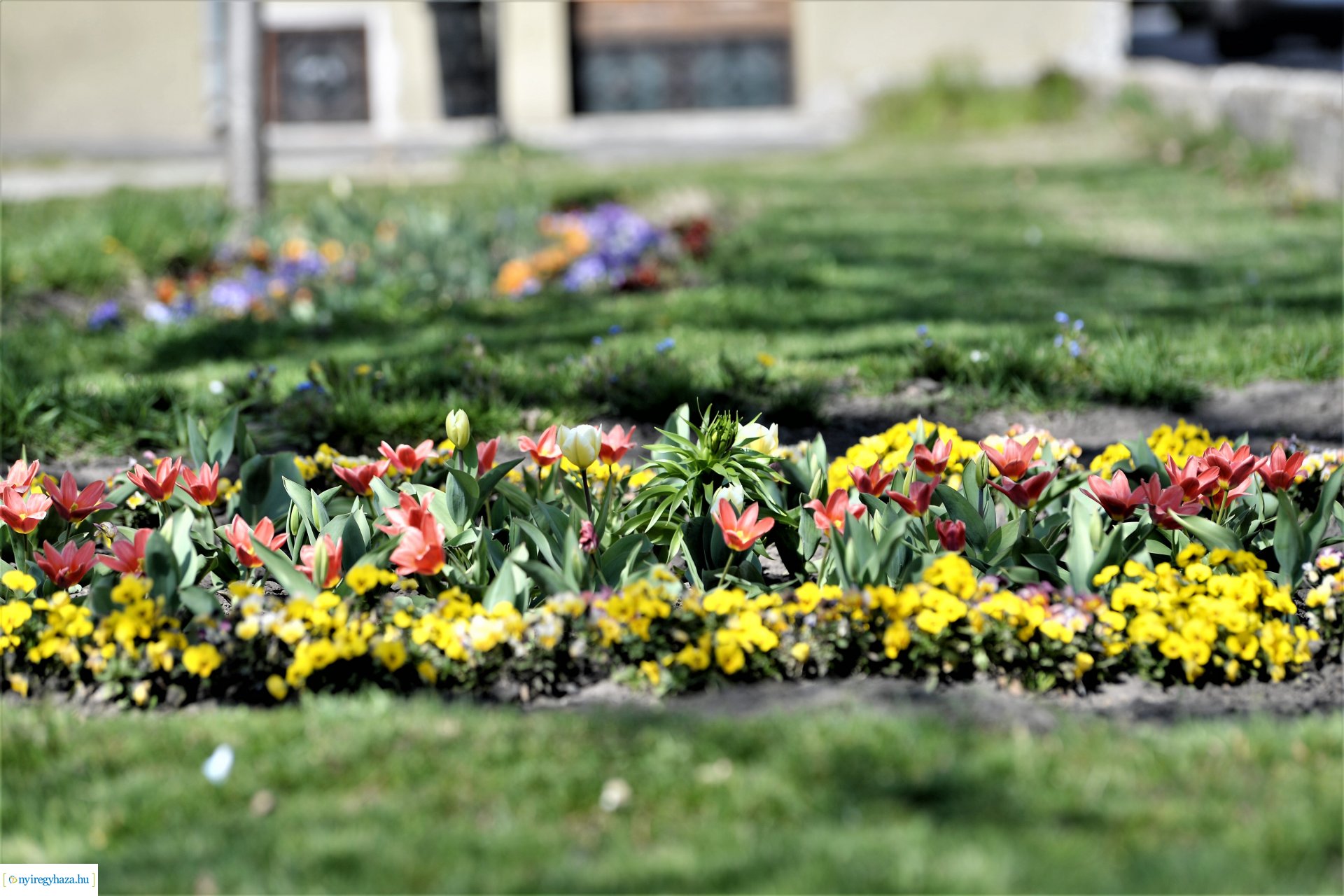 Belvárosunk tavaszi virágai
