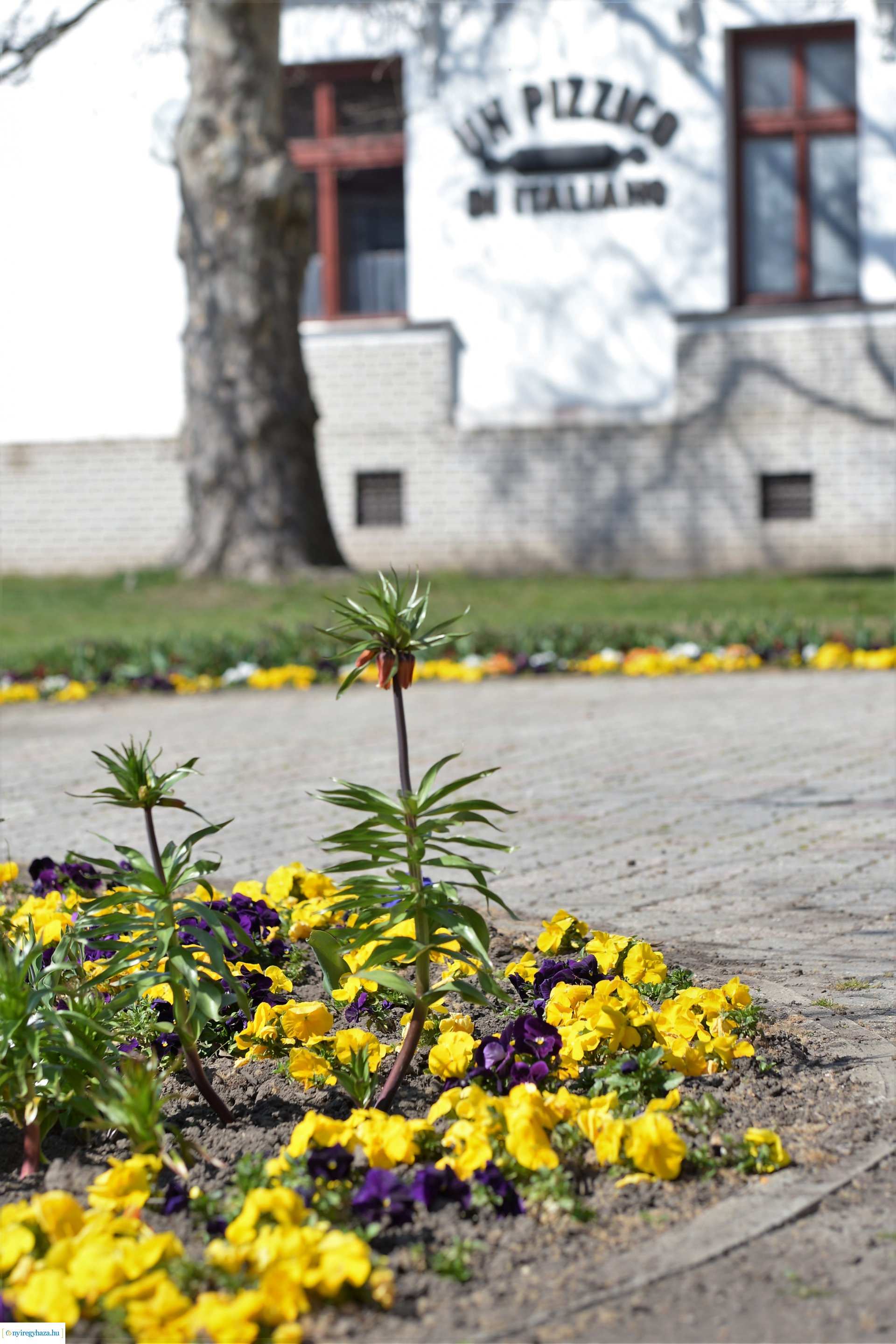 Belvárosunk tavaszi virágai