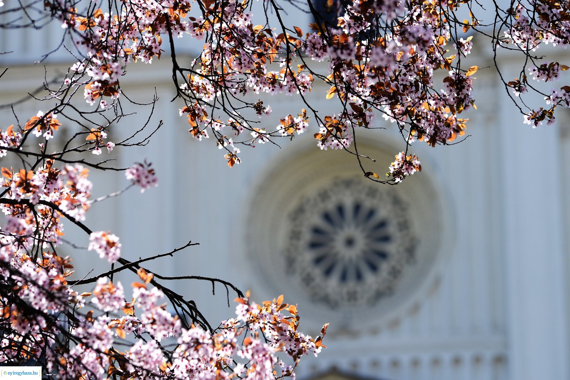 Belvárosunk tavaszi virágai