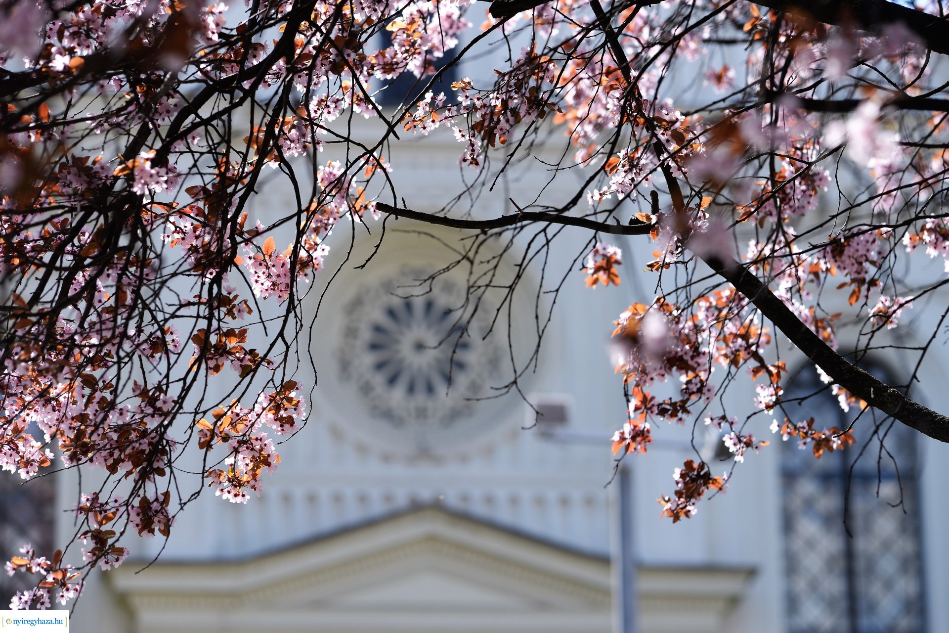 Belvárosunk tavaszi virágai