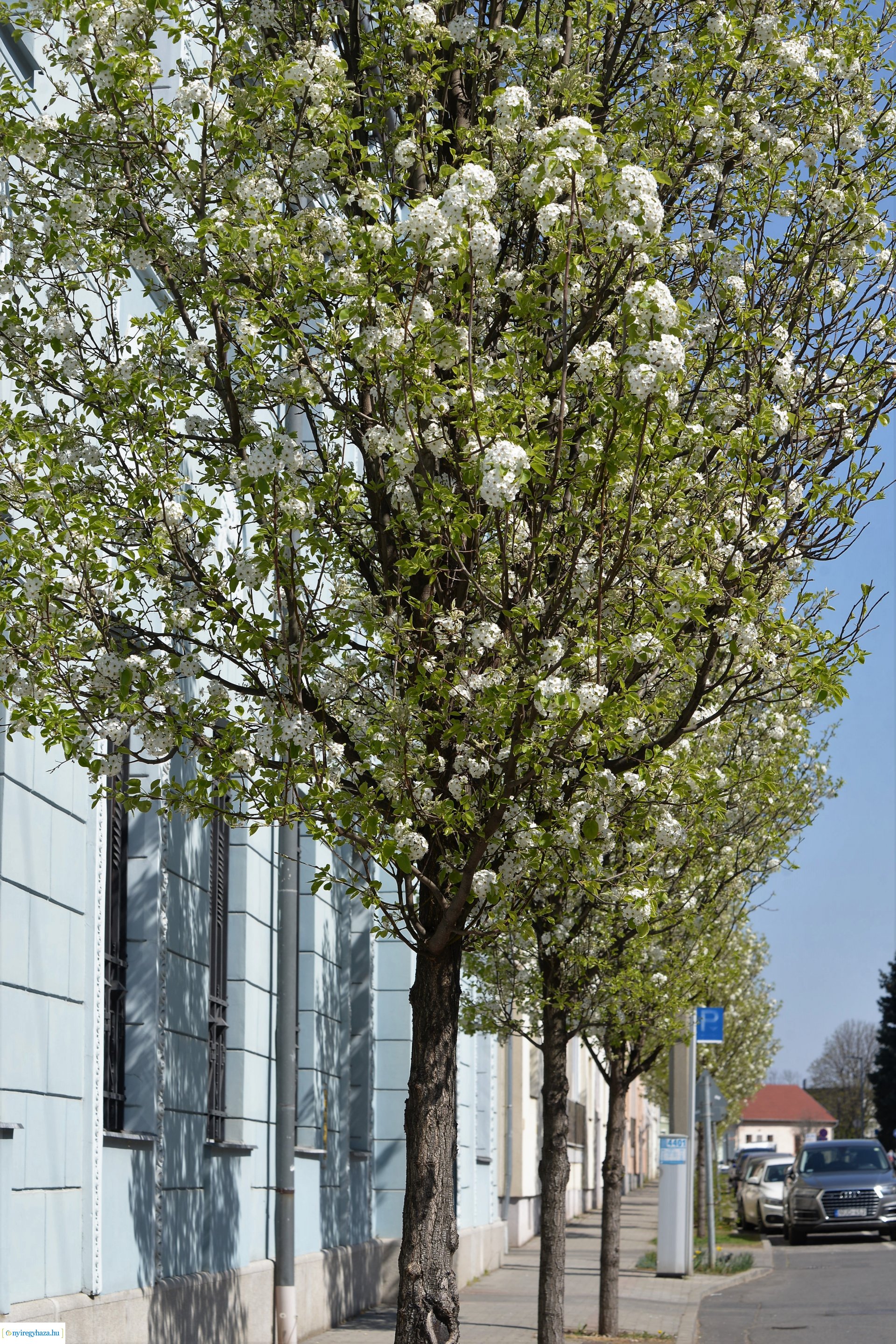 Belvárosunk tavaszi virágai