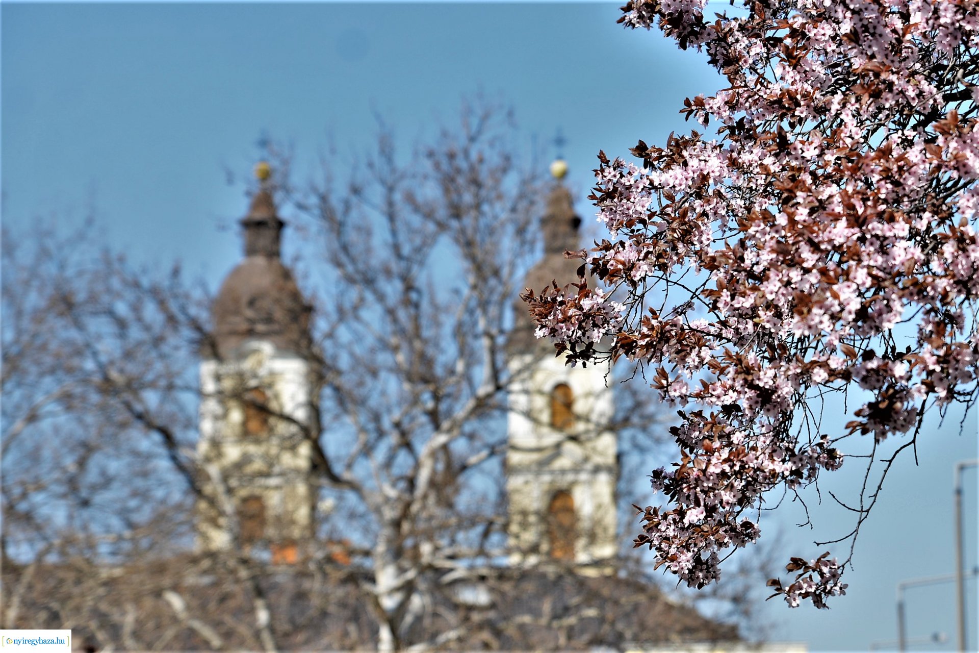 Belvárosunk tavaszi virágai