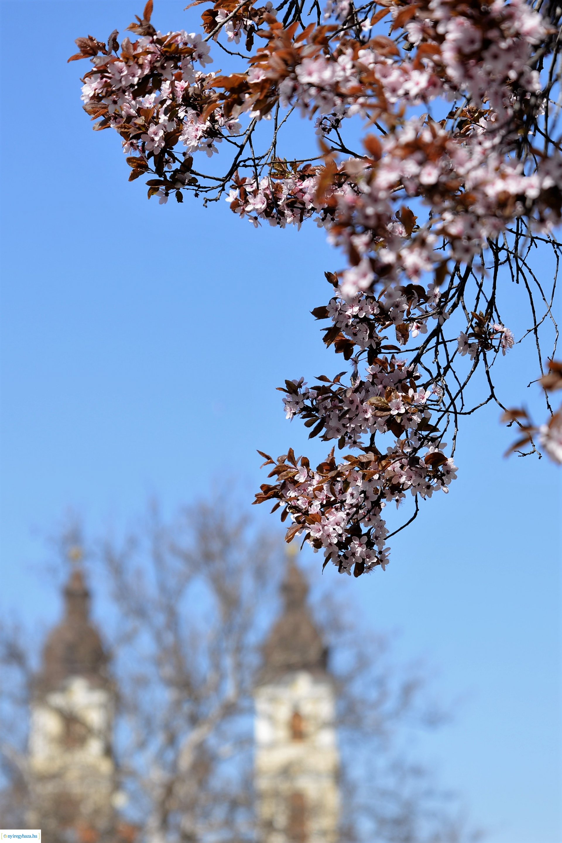 Belvárosunk tavaszi virágai