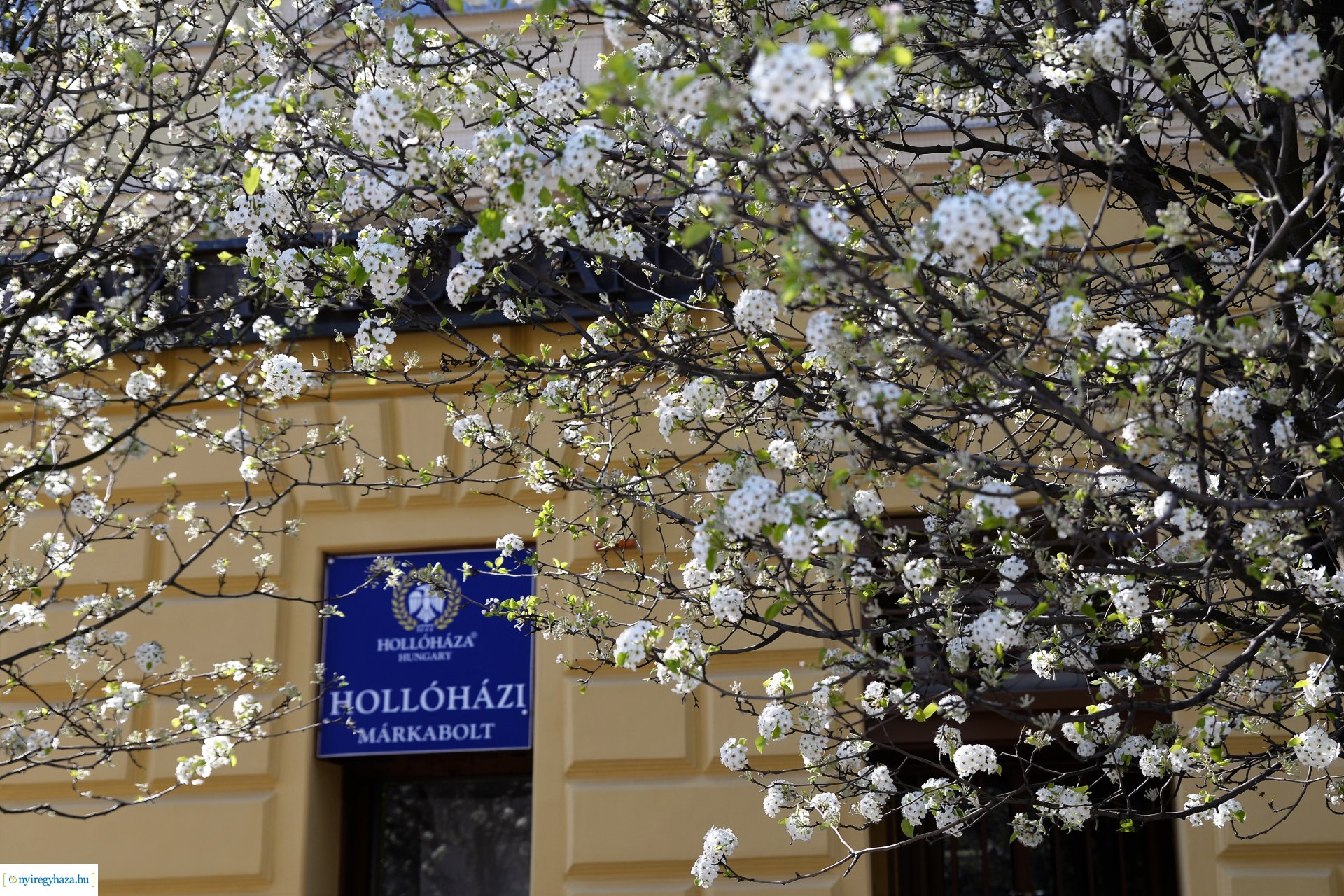 Belvárosunk tavaszi virágai