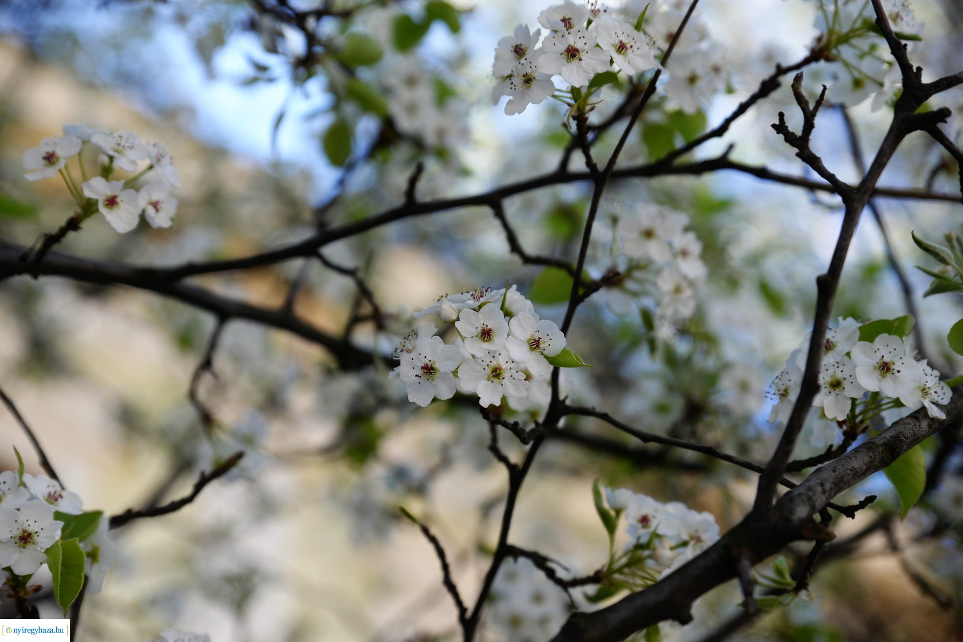 Belvárosunk tavaszi virágai