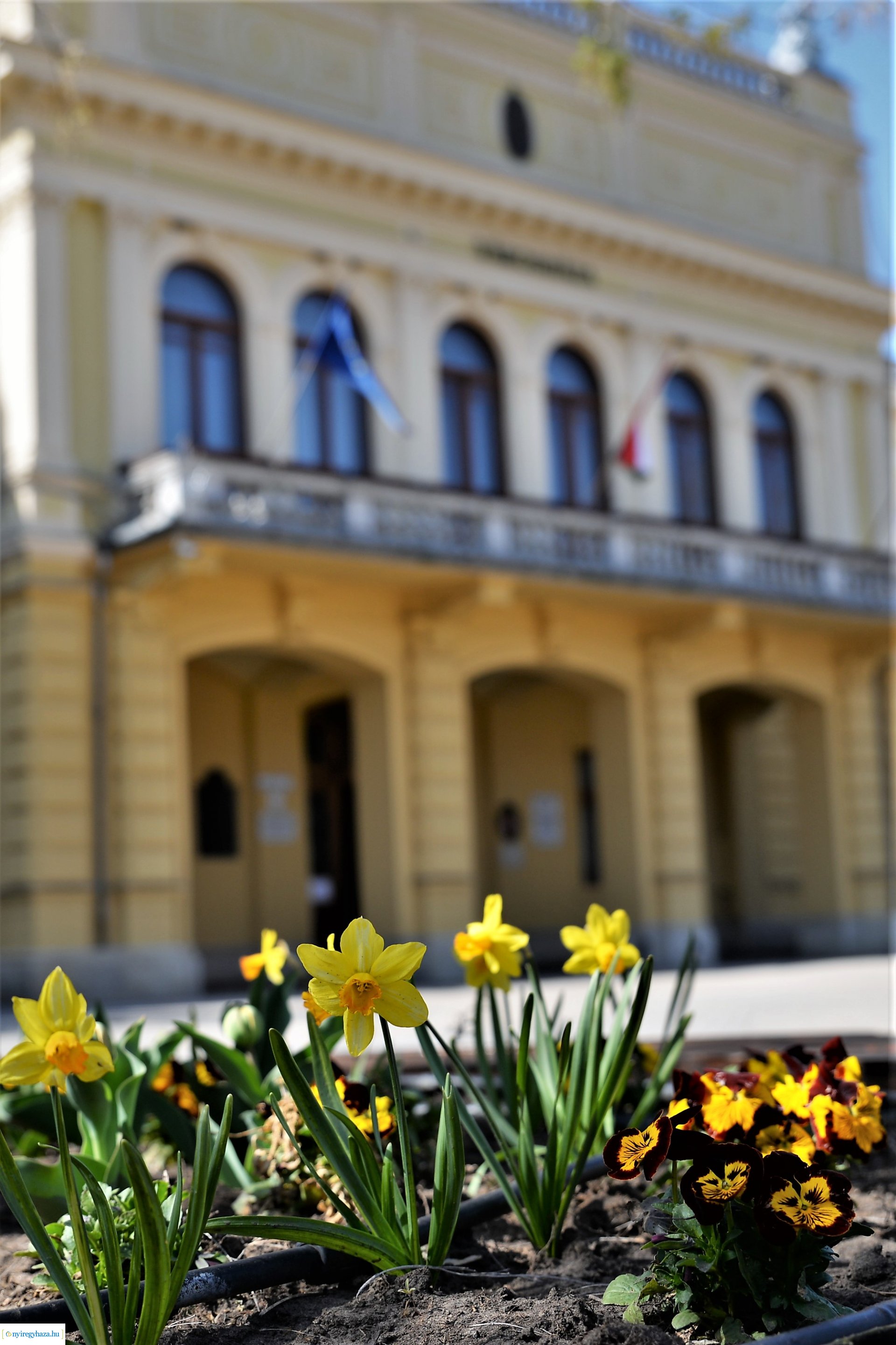 Belvárosunk tavaszi virágai