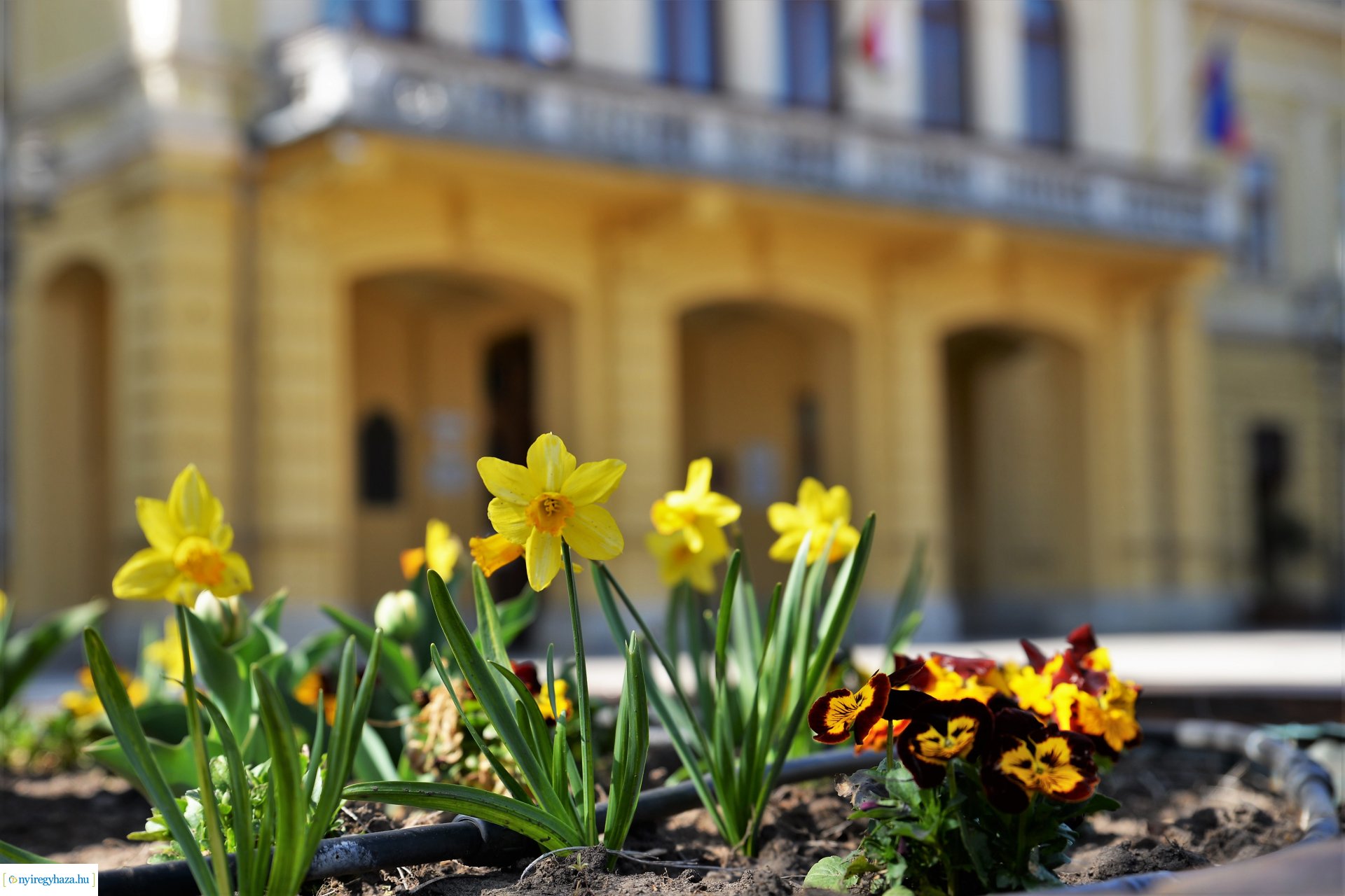Belvárosunk tavaszi virágai