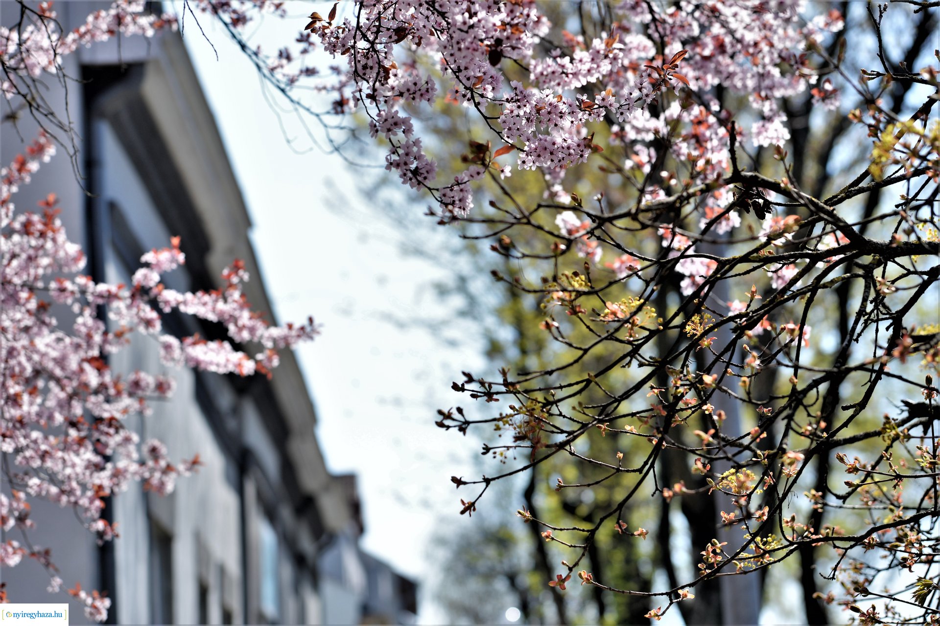 Belvárosunk tavaszi virágai