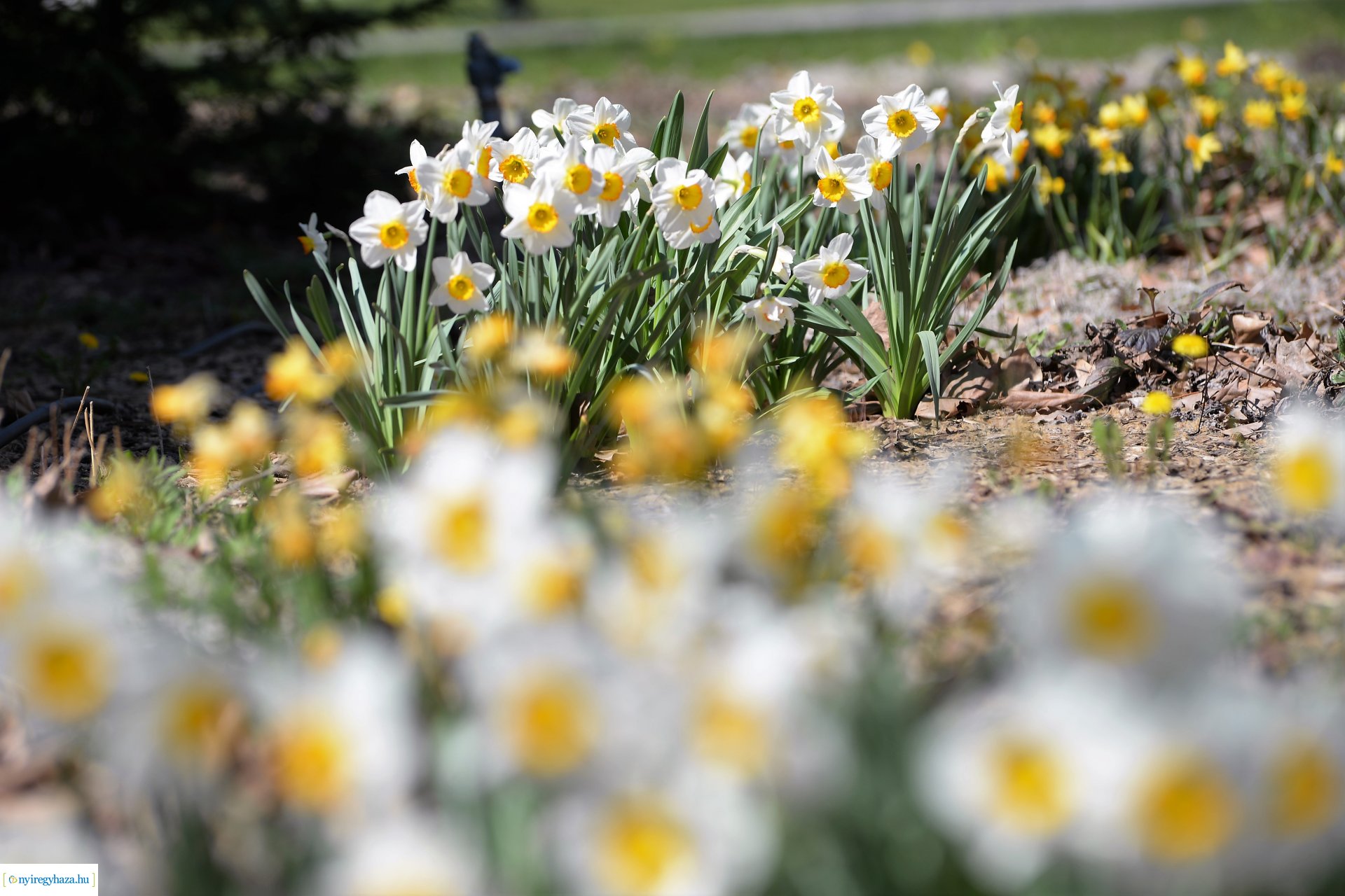 Belvárosunk tavaszi virágai