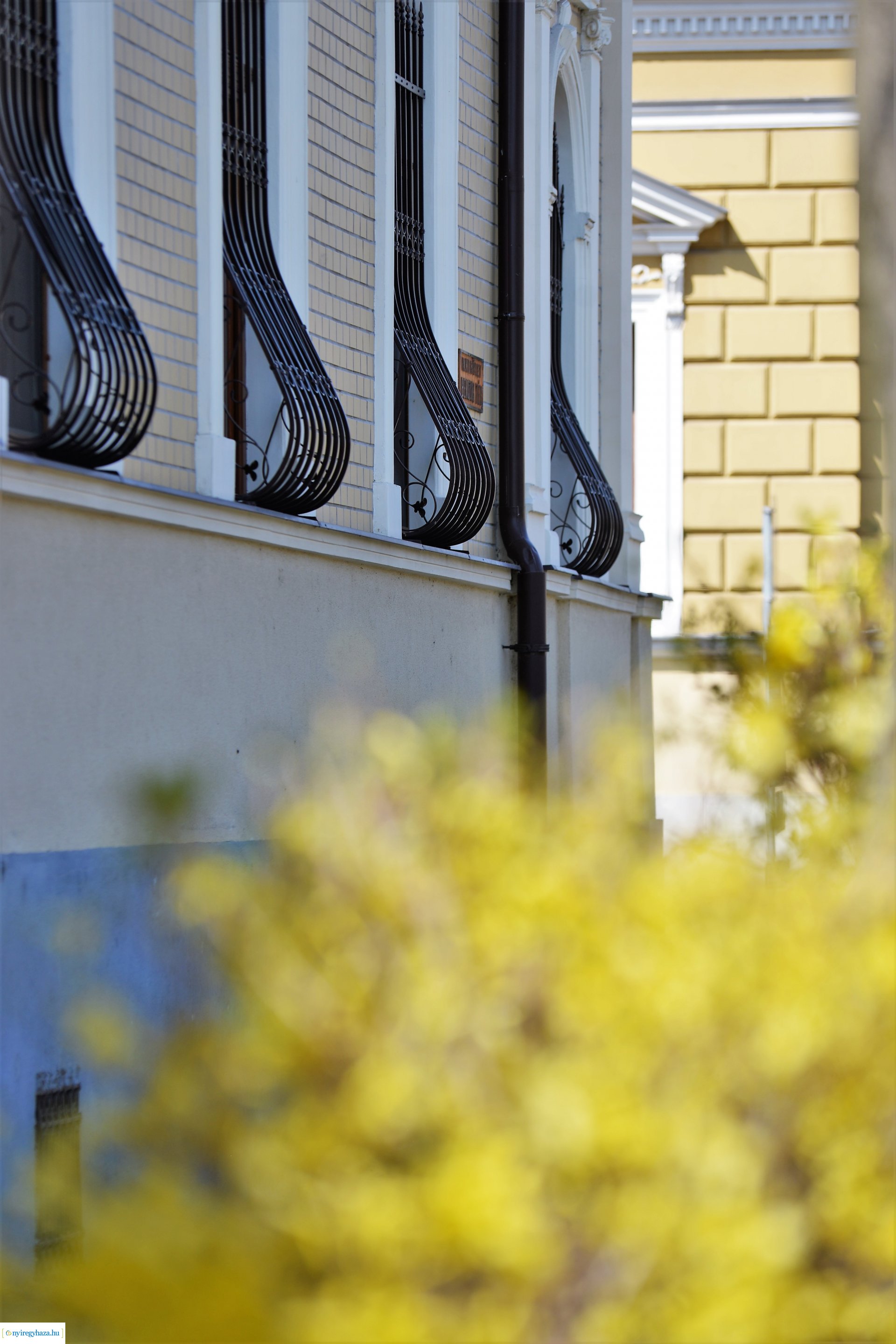 Belvárosunk tavaszi virágai