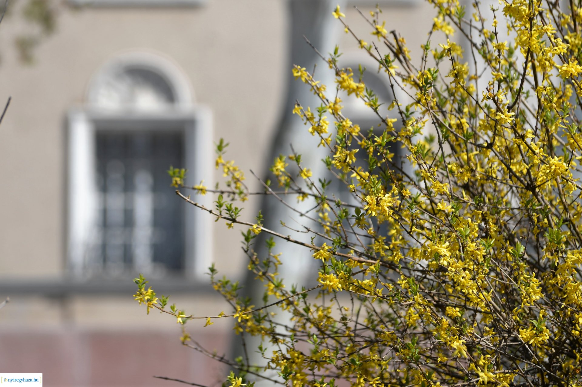 Belvárosunk tavaszi virágai