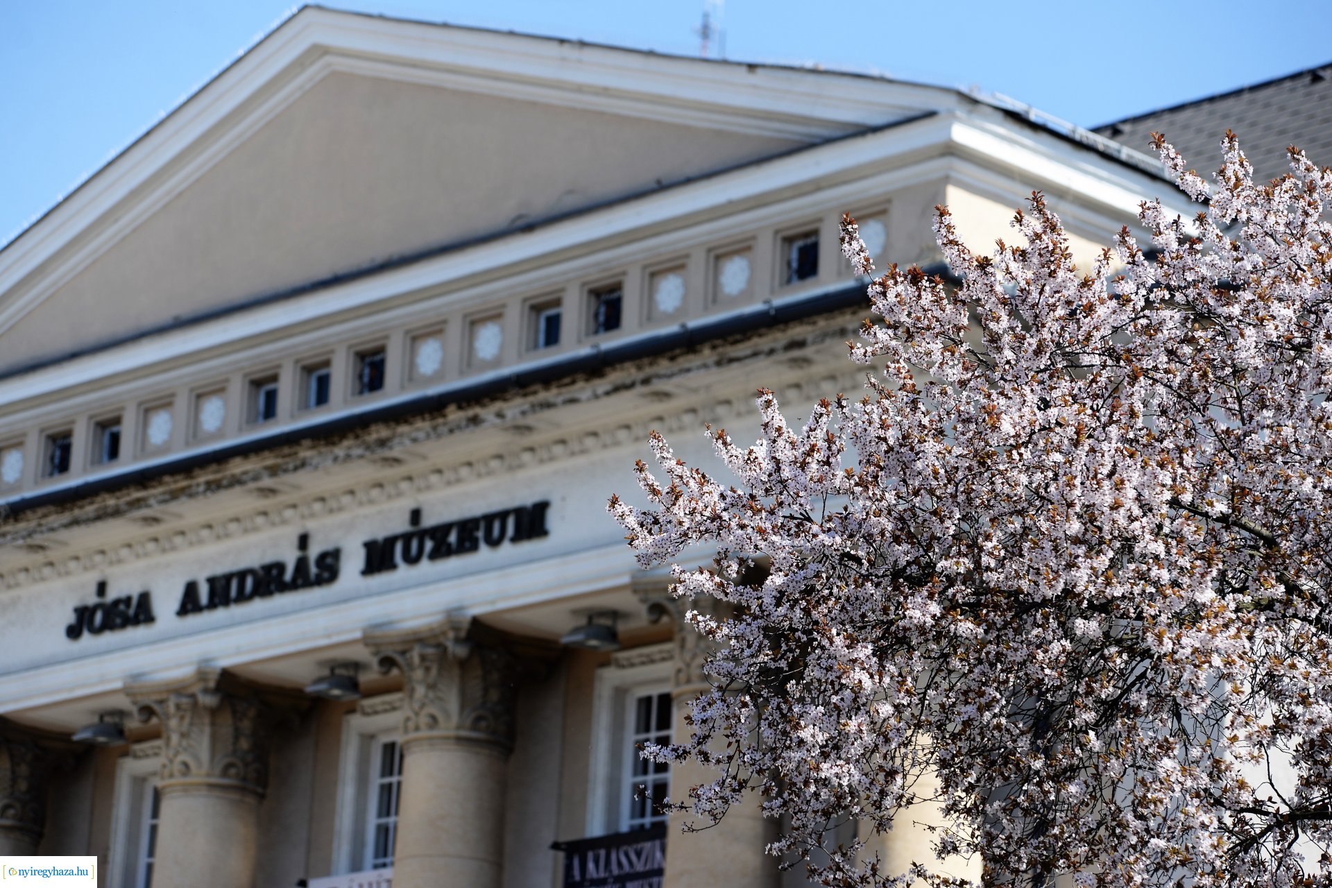 Belvárosunk tavaszi virágai