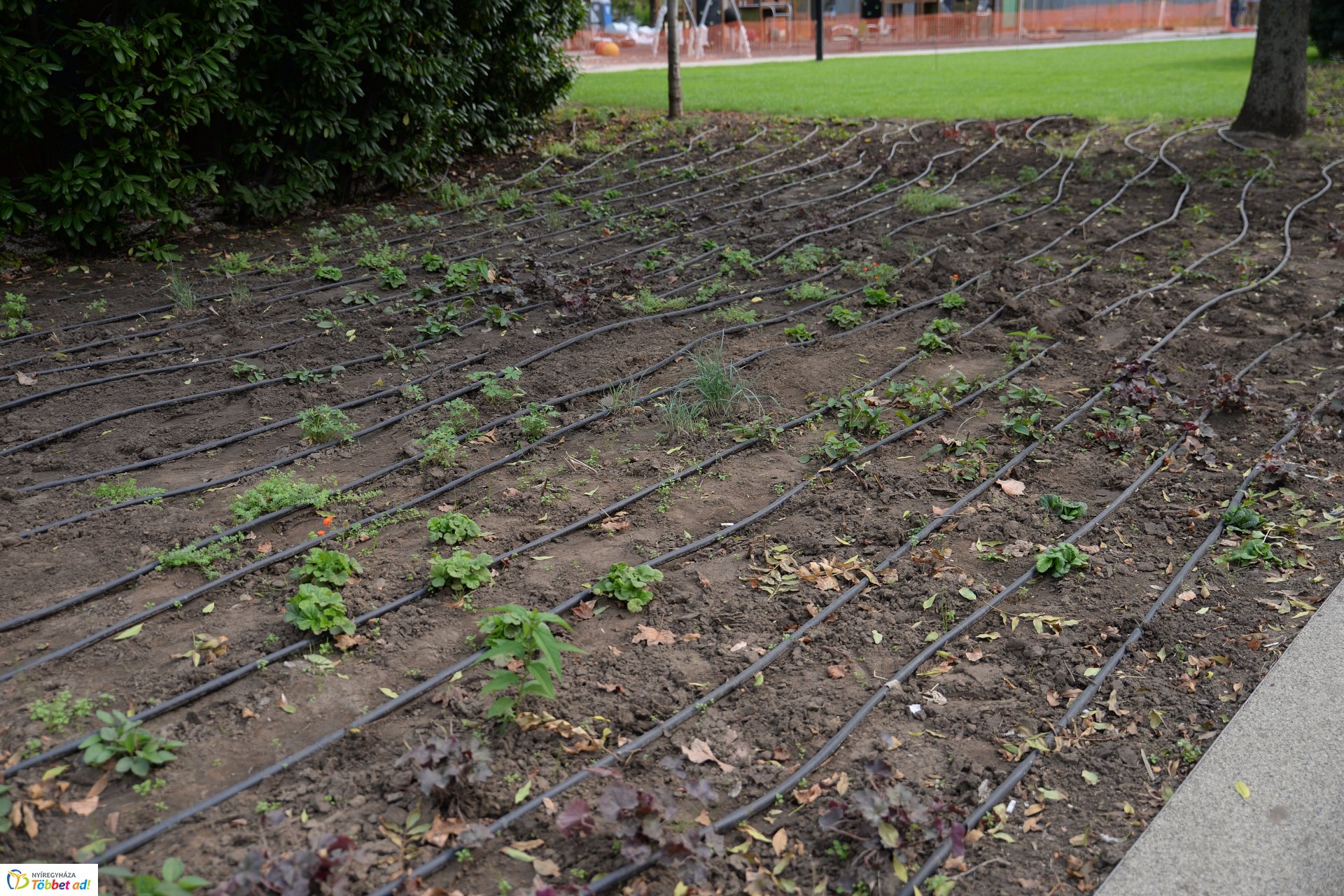 Benczúr-Bessenyi tér felújítása_2018.09.20.