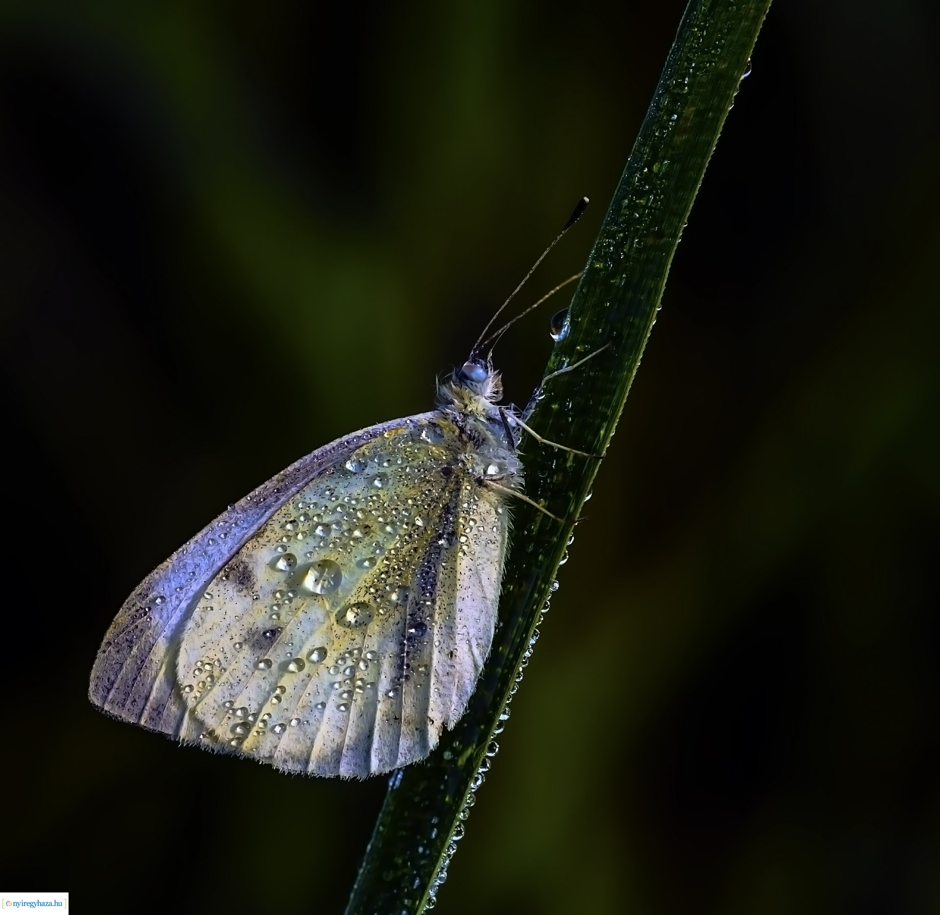 Beporzók Napja fotóverseny: a díjazott pályaművek