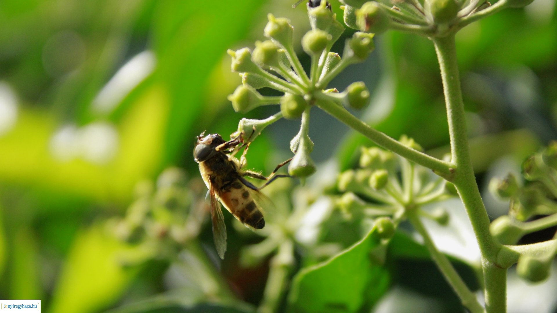 Beporzók Napja fotóverseny: a díjazott pályaművek