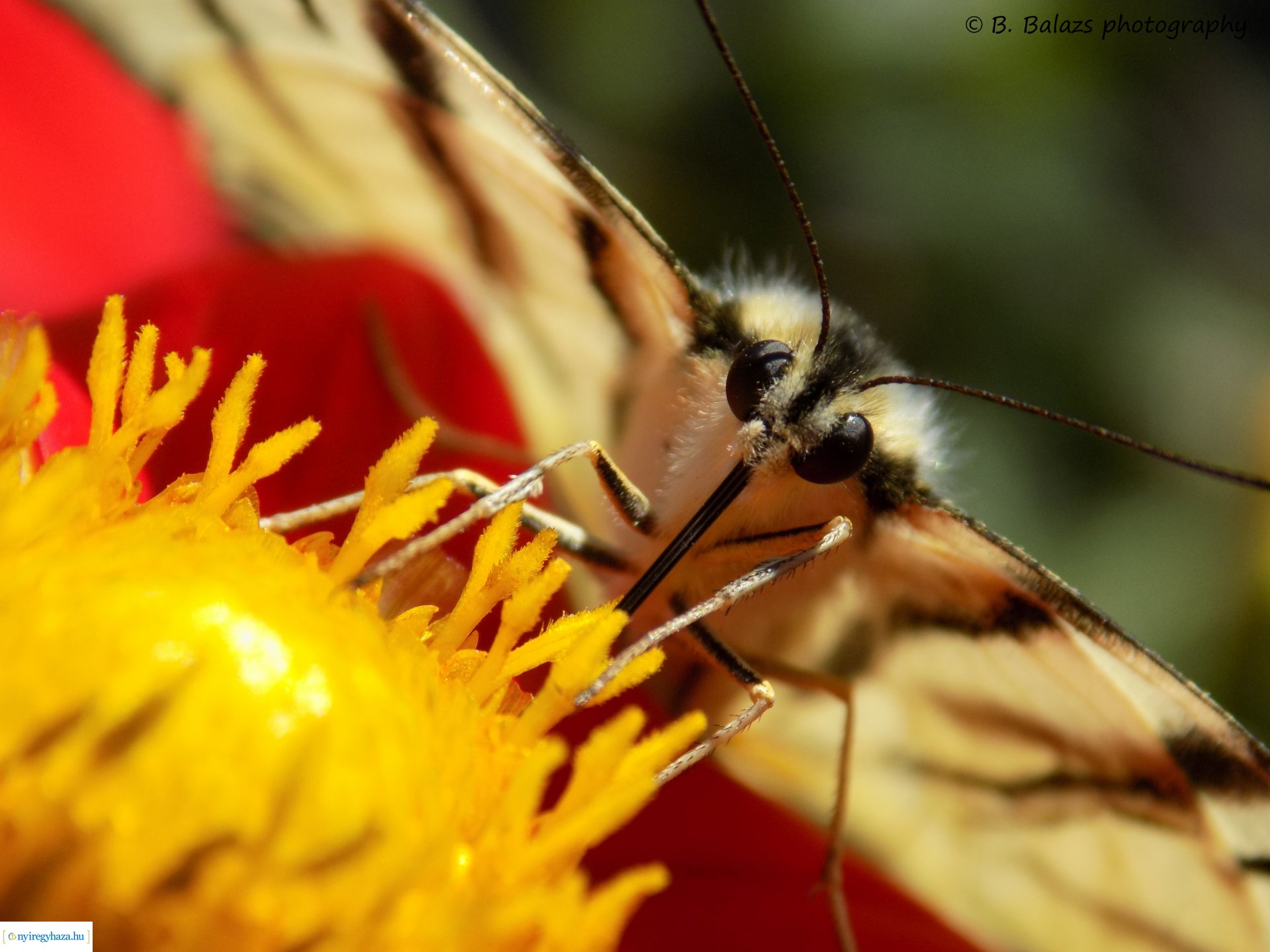 Beporzók Napja fotóverseny: a díjazott pályaművek