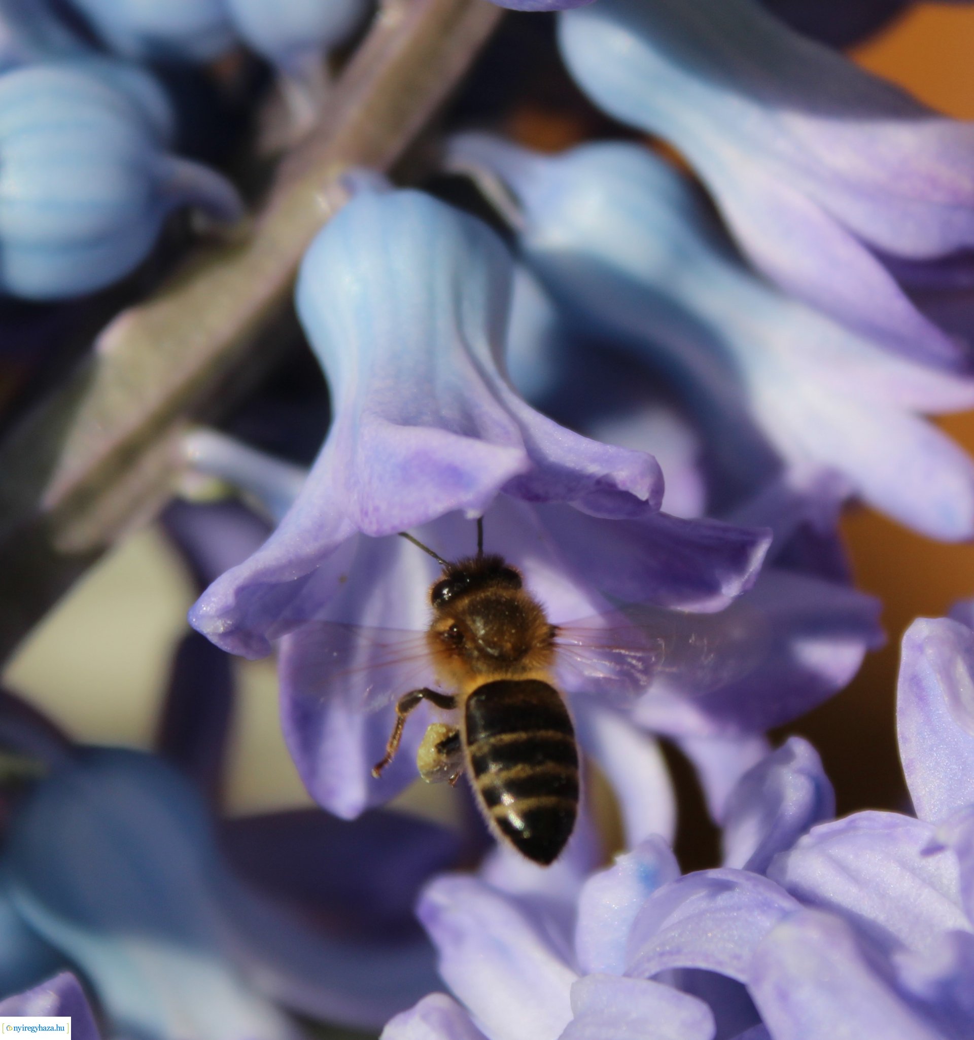 Beporzók Napja fotóverseny: a díjazott pályaművek