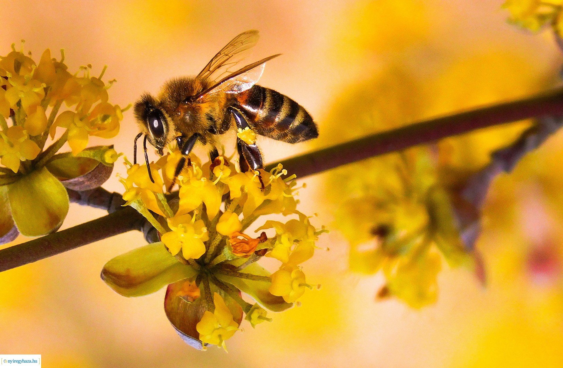 Beporzók Napja fotóverseny: a díjazott pályaművek